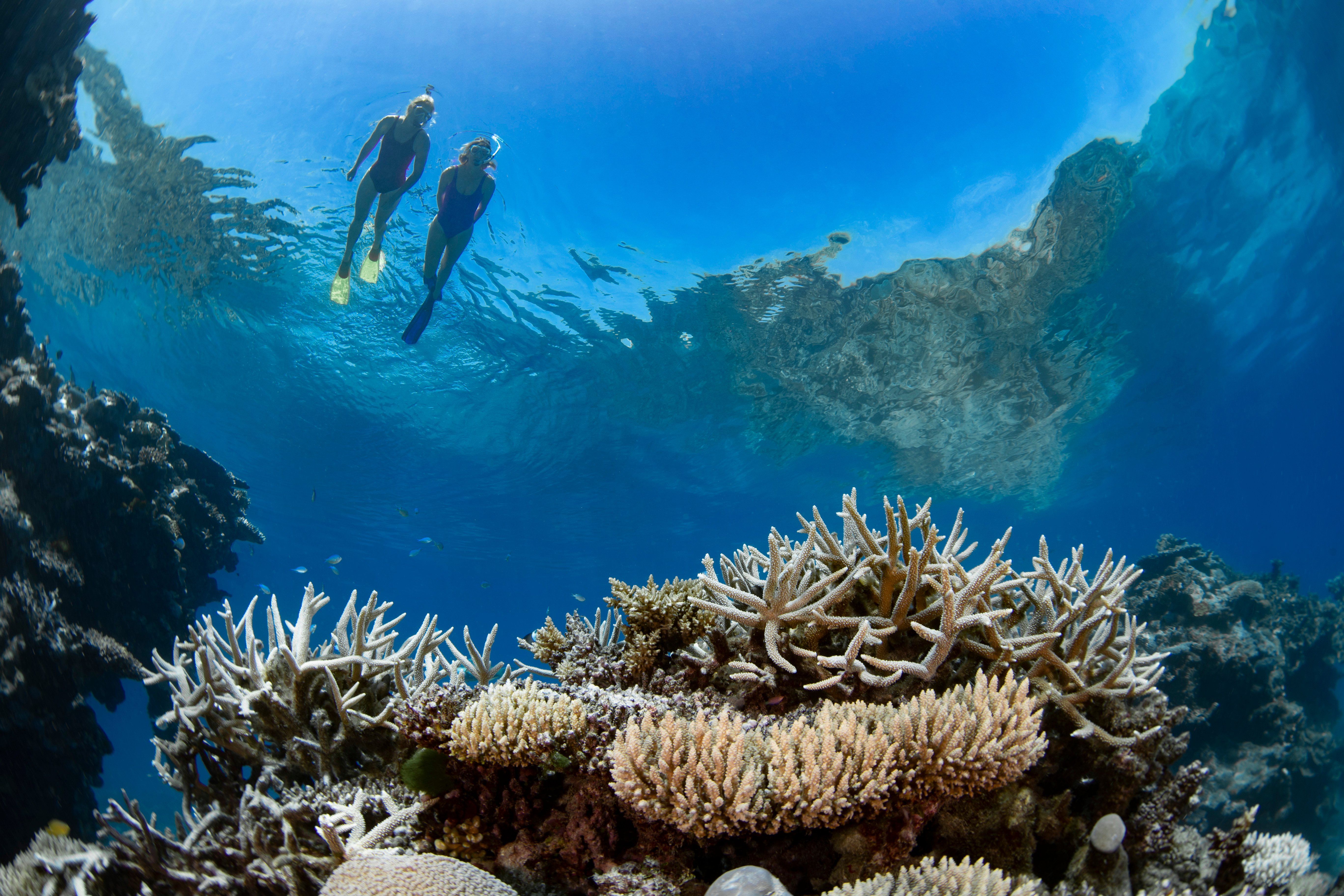 Airlie Beach: Great Barrier Reef & Whitehaven Beach Speedboat Day Tour