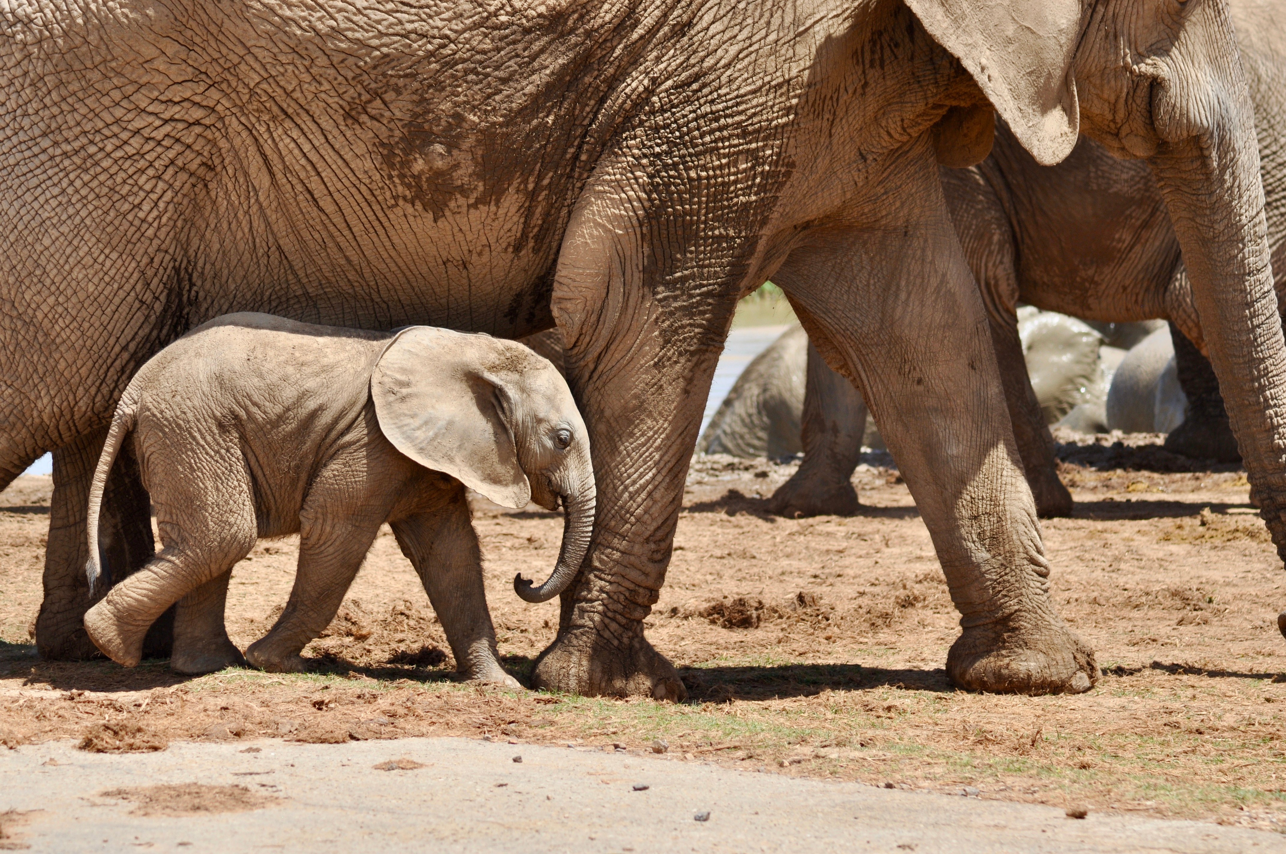 Addo Elephant Park Safari from Port Elizabeth Harbor