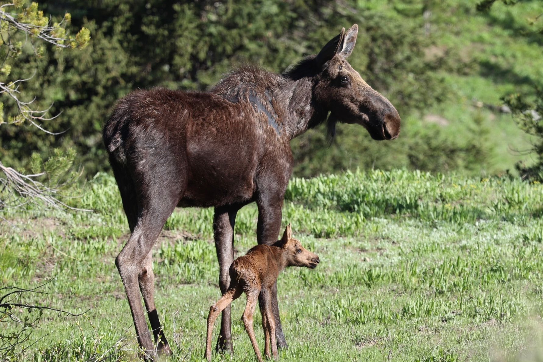 Grand Teton Sunrise Wildlife Expedition from Jackson