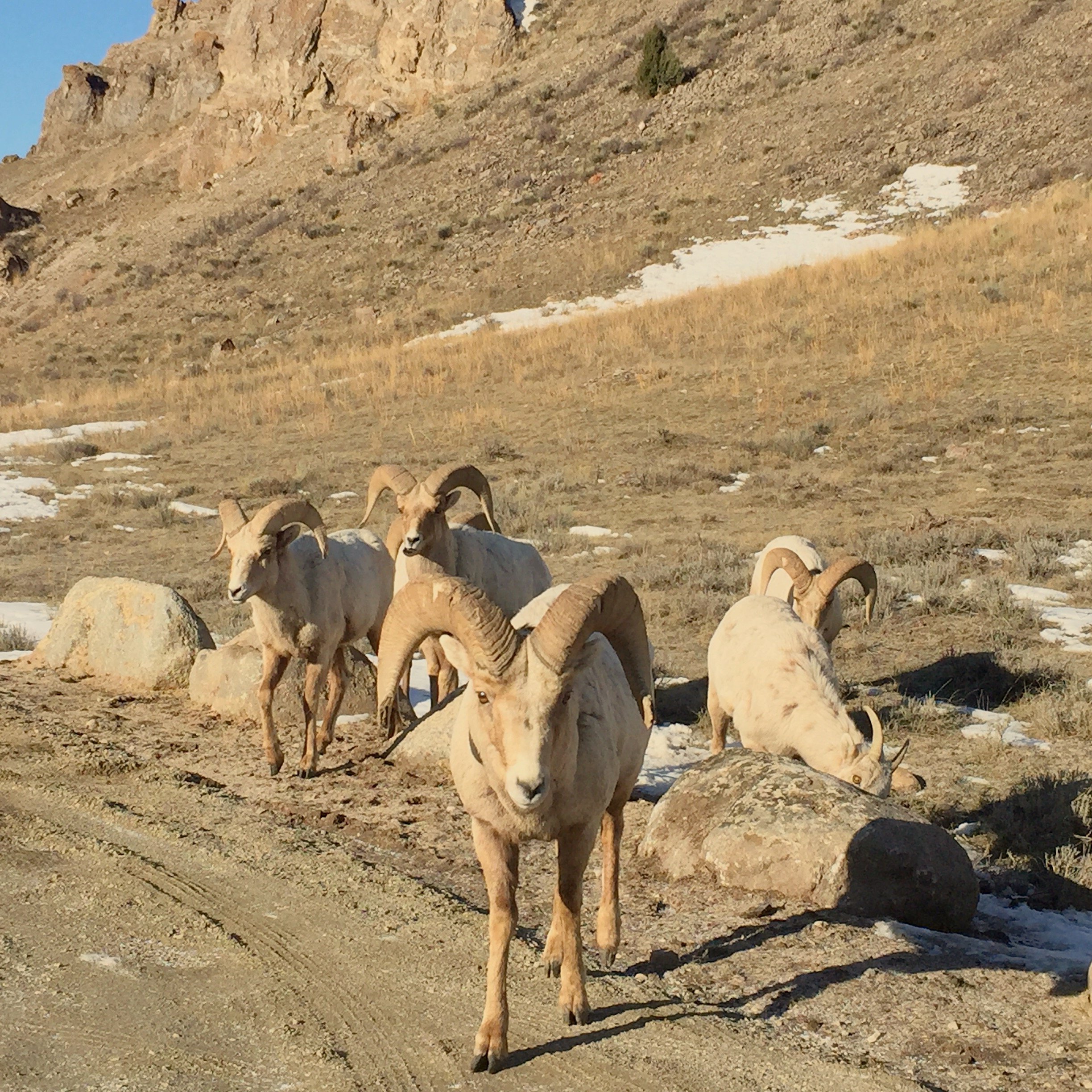 Grand Teton Sunrise Wildlife Expedition from Jackson