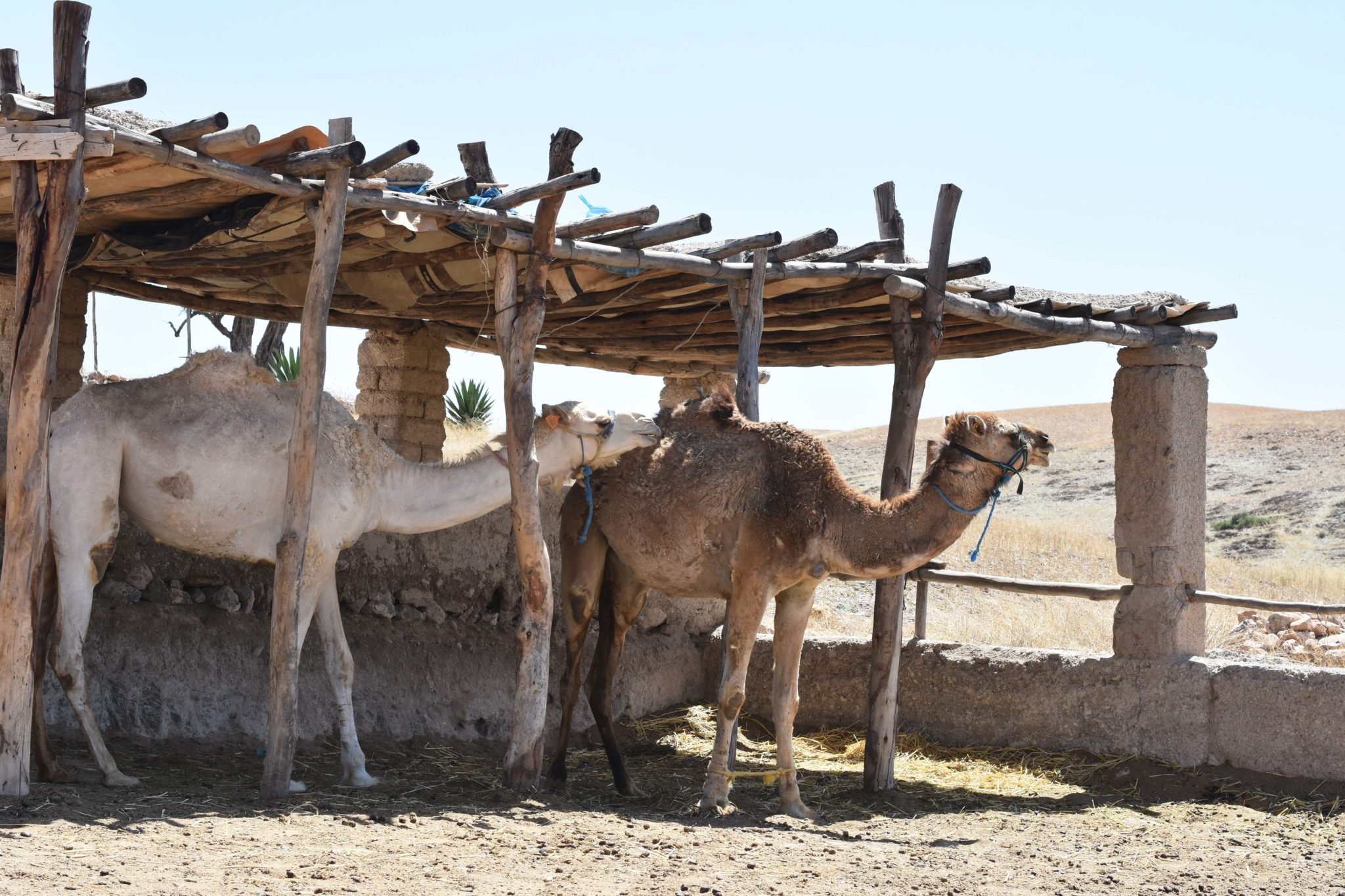 Marrakech Private Day Trip: Agafay Desert & Atlas Mountains