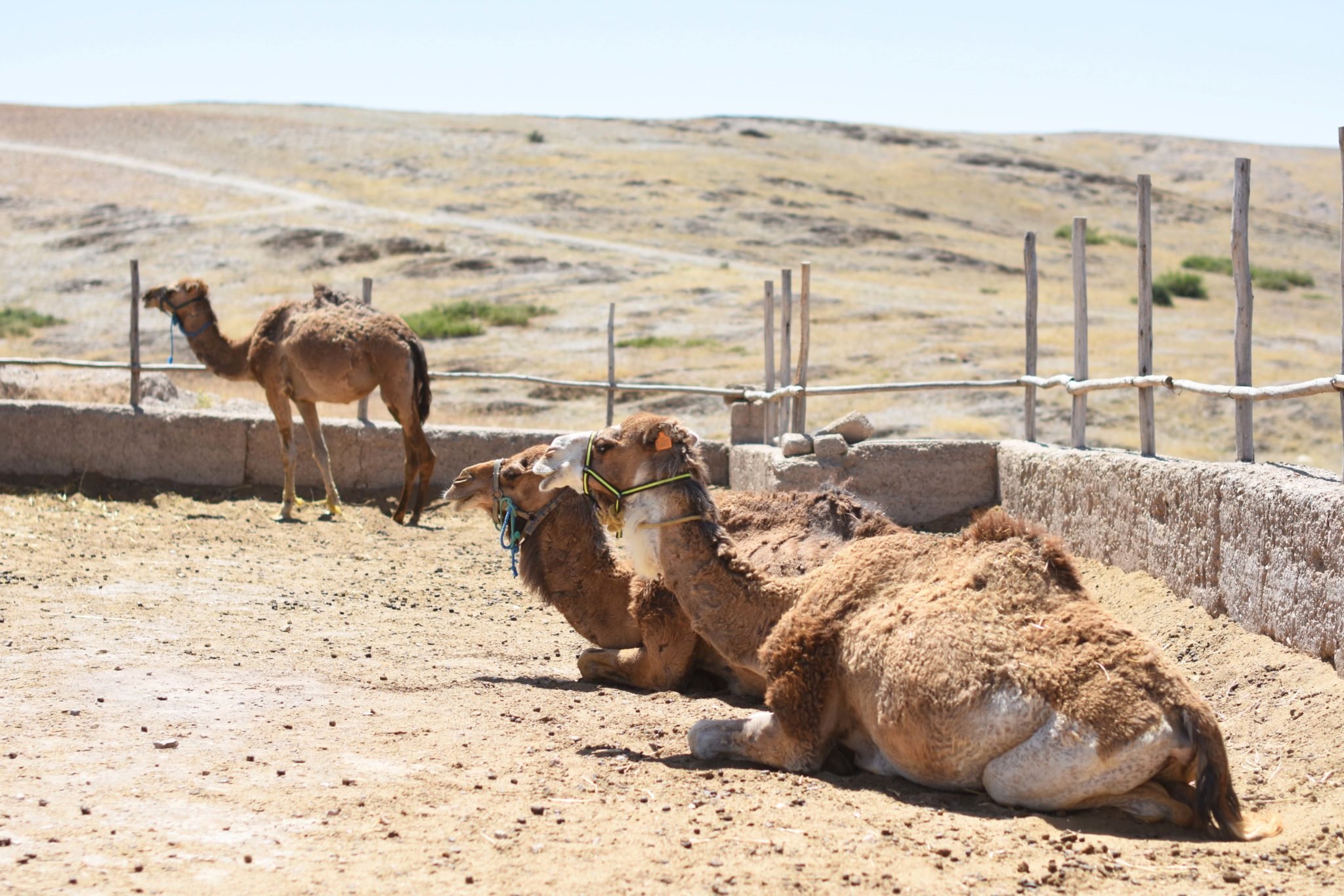 Marrakech Private Day Trip: Agafay Desert & Atlas Mountains