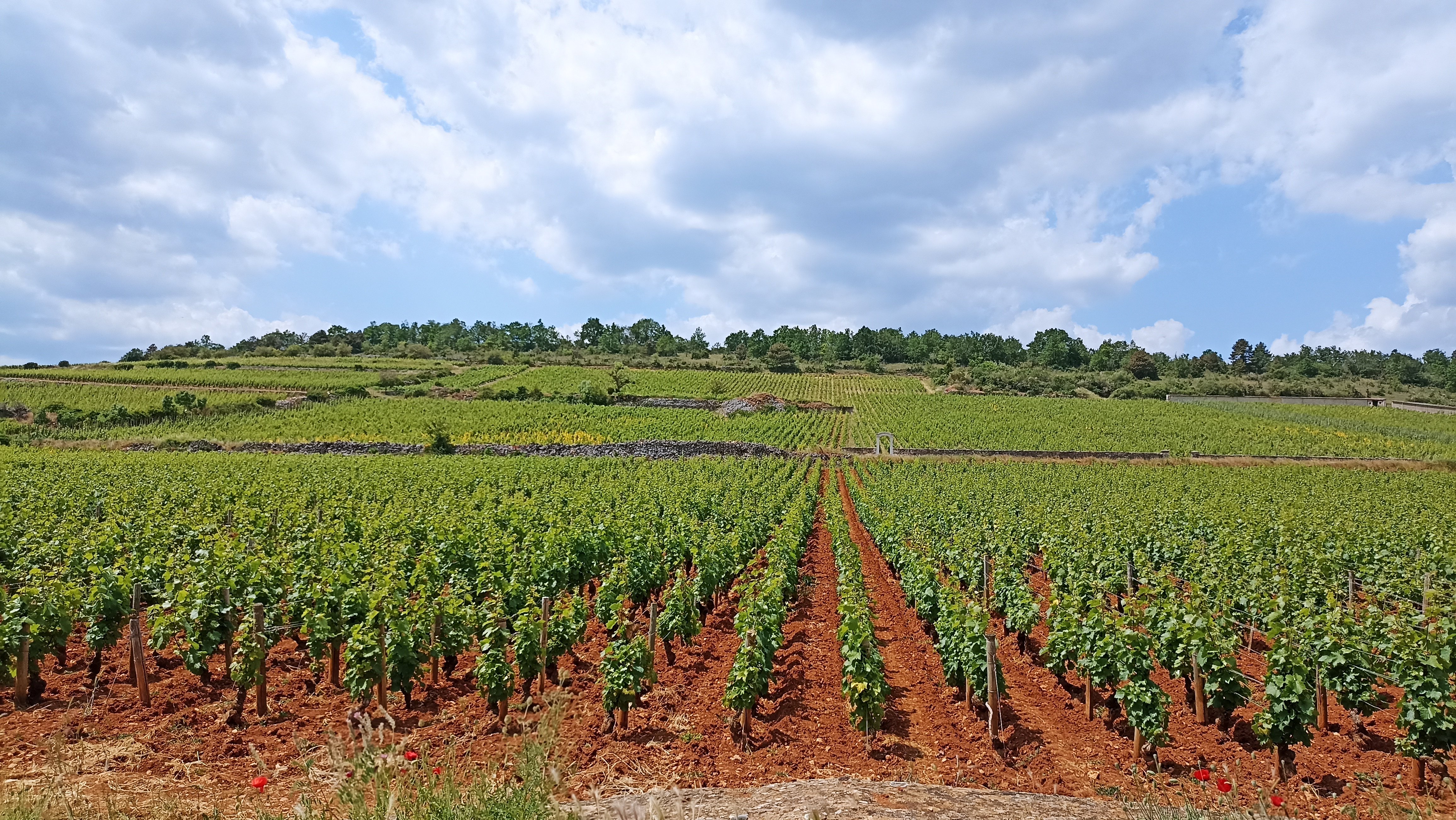 Beaujolais Wine Region Tour from Lyon