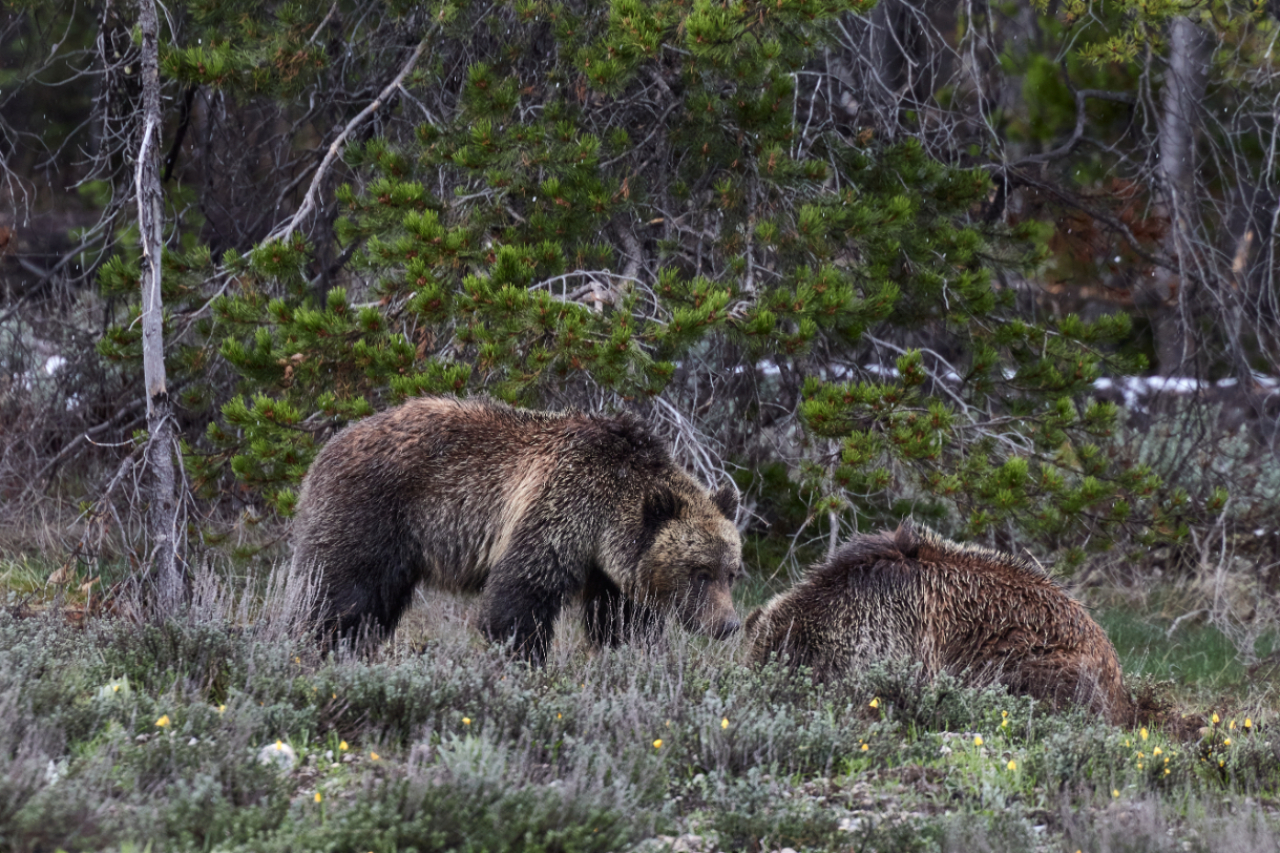 Grand Teton National Park Half-Day Expedition from Jackson