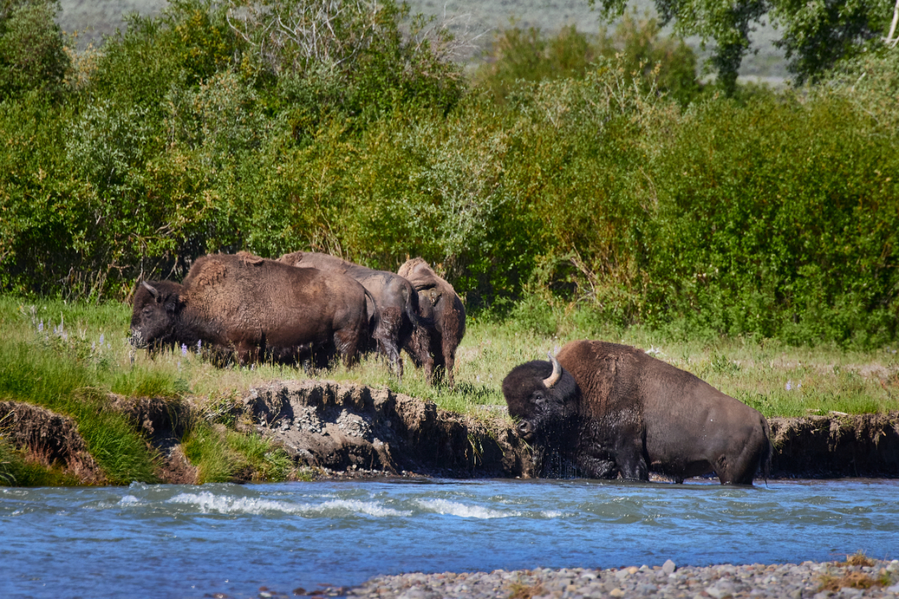 Grand Teton National Park Half-Day Expedition from Jackson