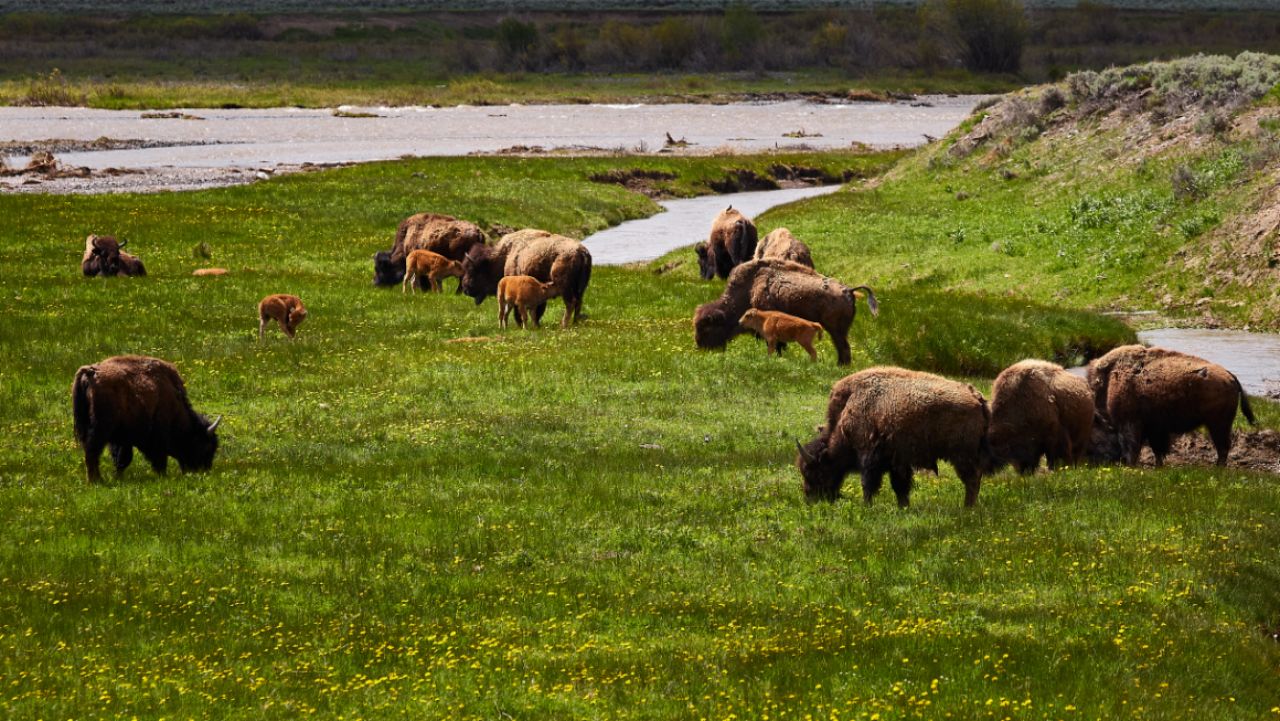 Grand Teton National Park Half-Day Expedition from Jackson