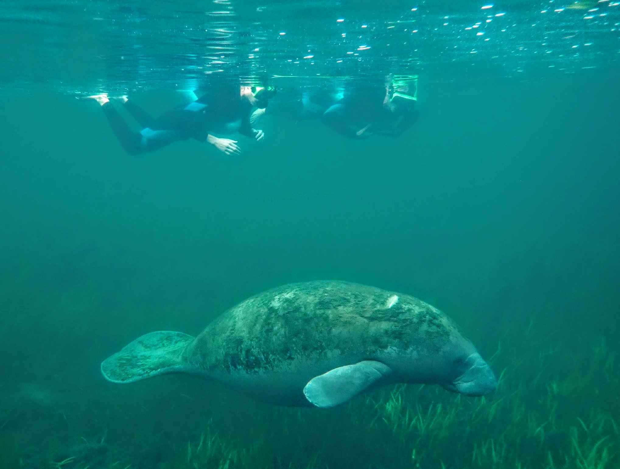 Manatee swimming over aquatic grass below snorkelers