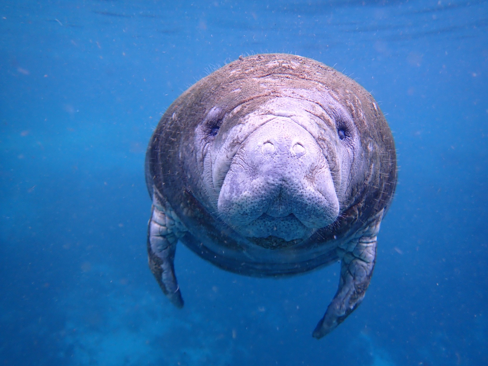Manatee facing the camera beneath clear blue water