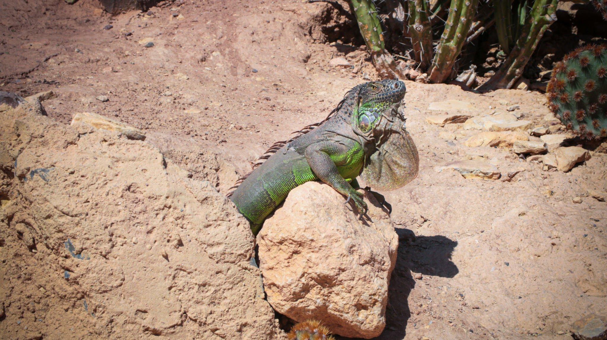 Agadir Crocodile Park Wildlife Adventure