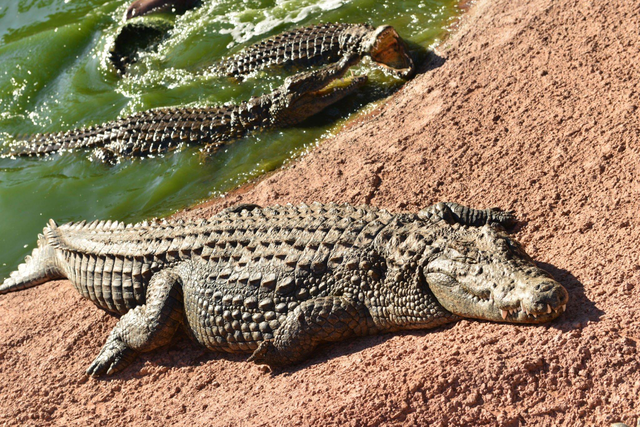 Agadir Crocodile Park Wildlife Adventure
