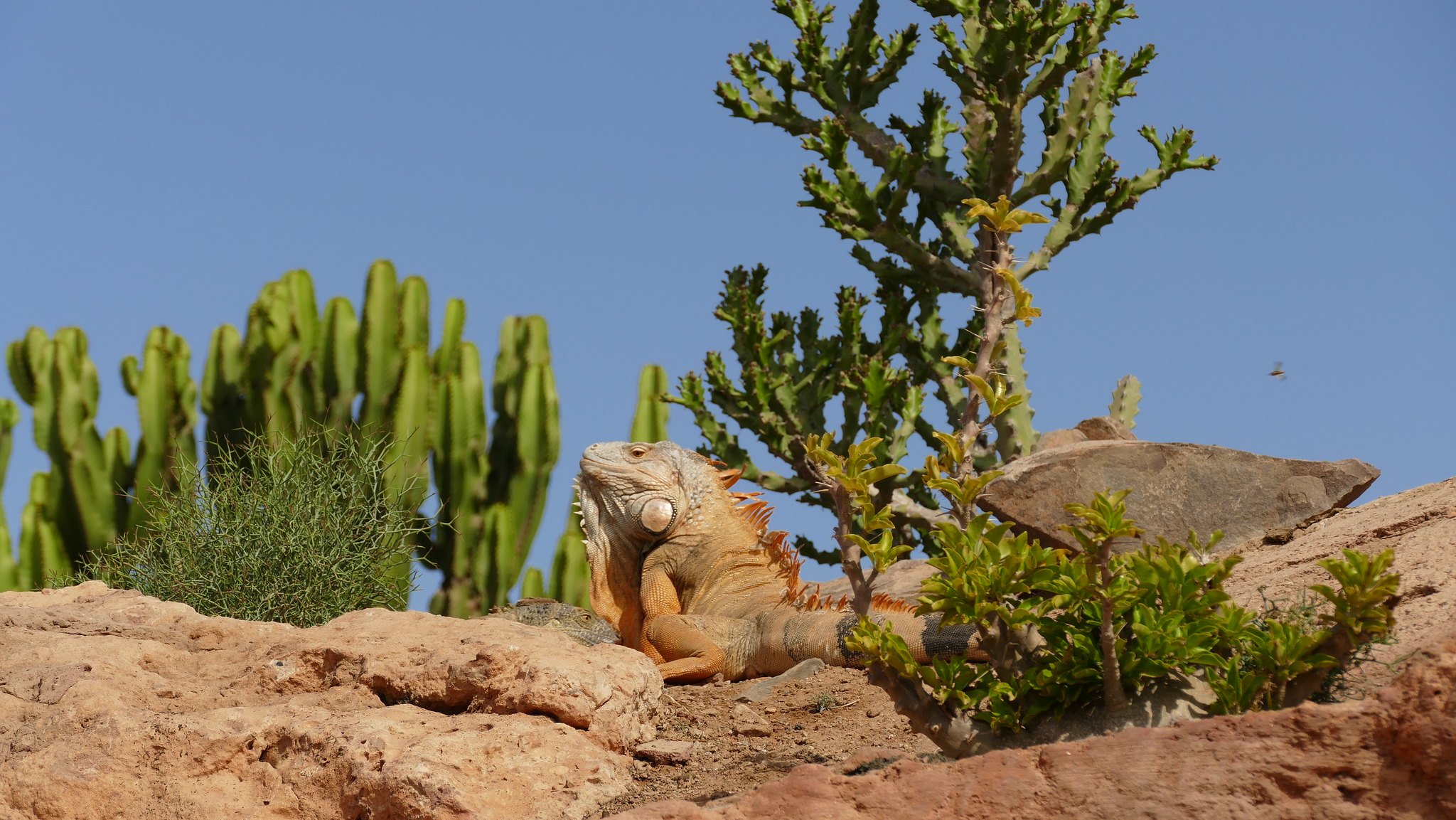 Agadir Crocodile Park Wildlife Adventure