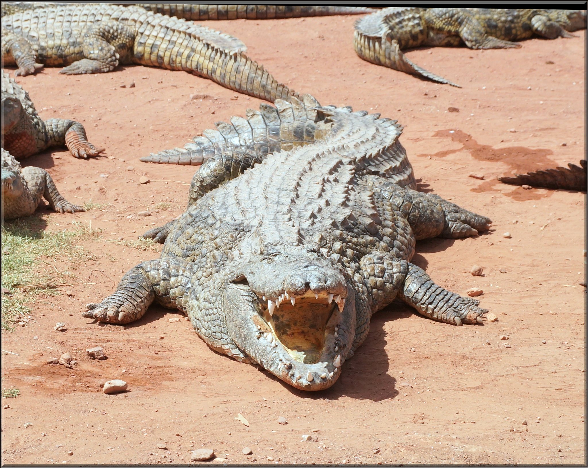 Agadir Crocodile Park Wildlife Adventure