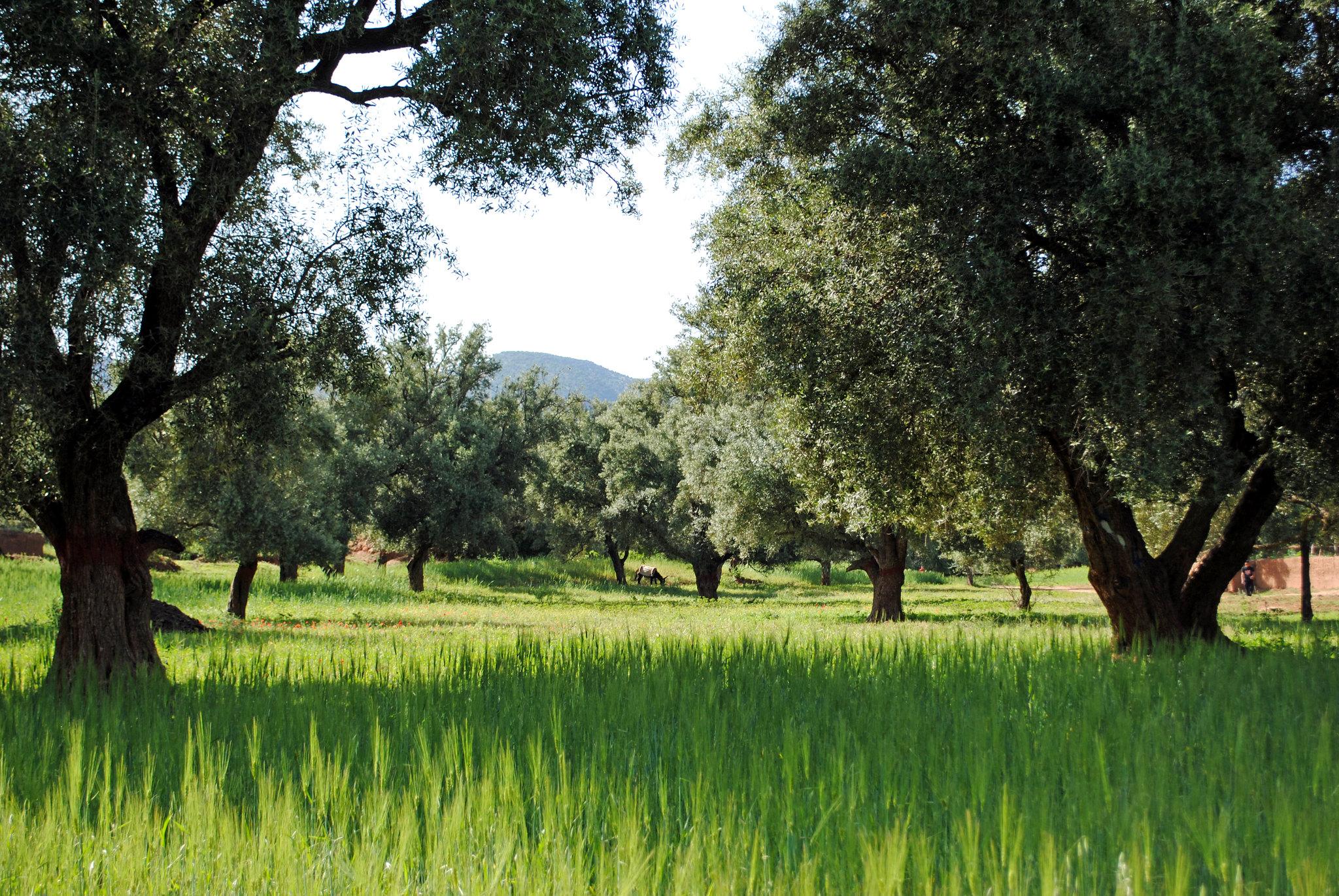 Paradise Valley & Atlas Mountains Expedition
