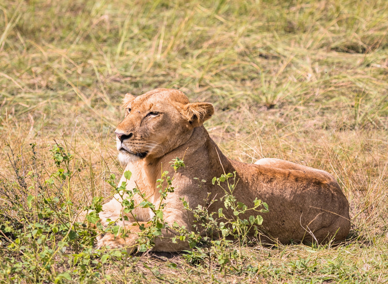 Zanzibar to Mikumi: Fly-In Safari Day Trip by Twin-Engine Plane