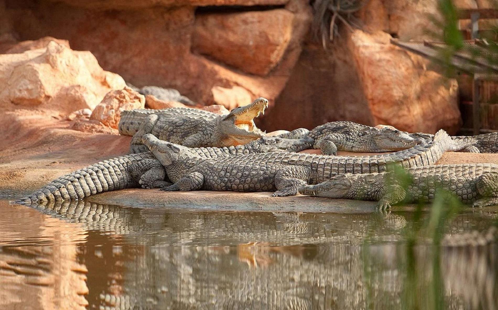 Agadir Goat Tree & Crocoparc Half-Day Excursion