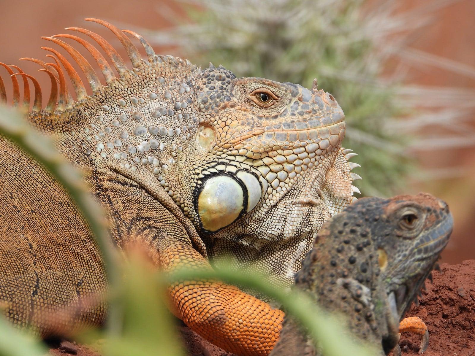 Agadir Goat Tree & Crocoparc Half-Day Excursion