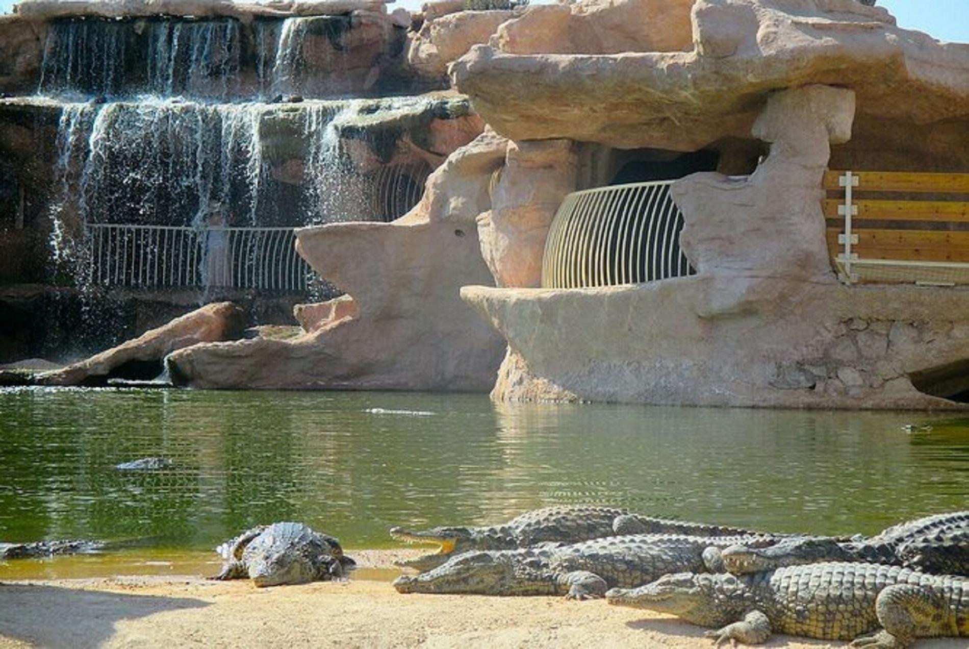 Agadir Goat Tree & Crocoparc Half-Day Excursion