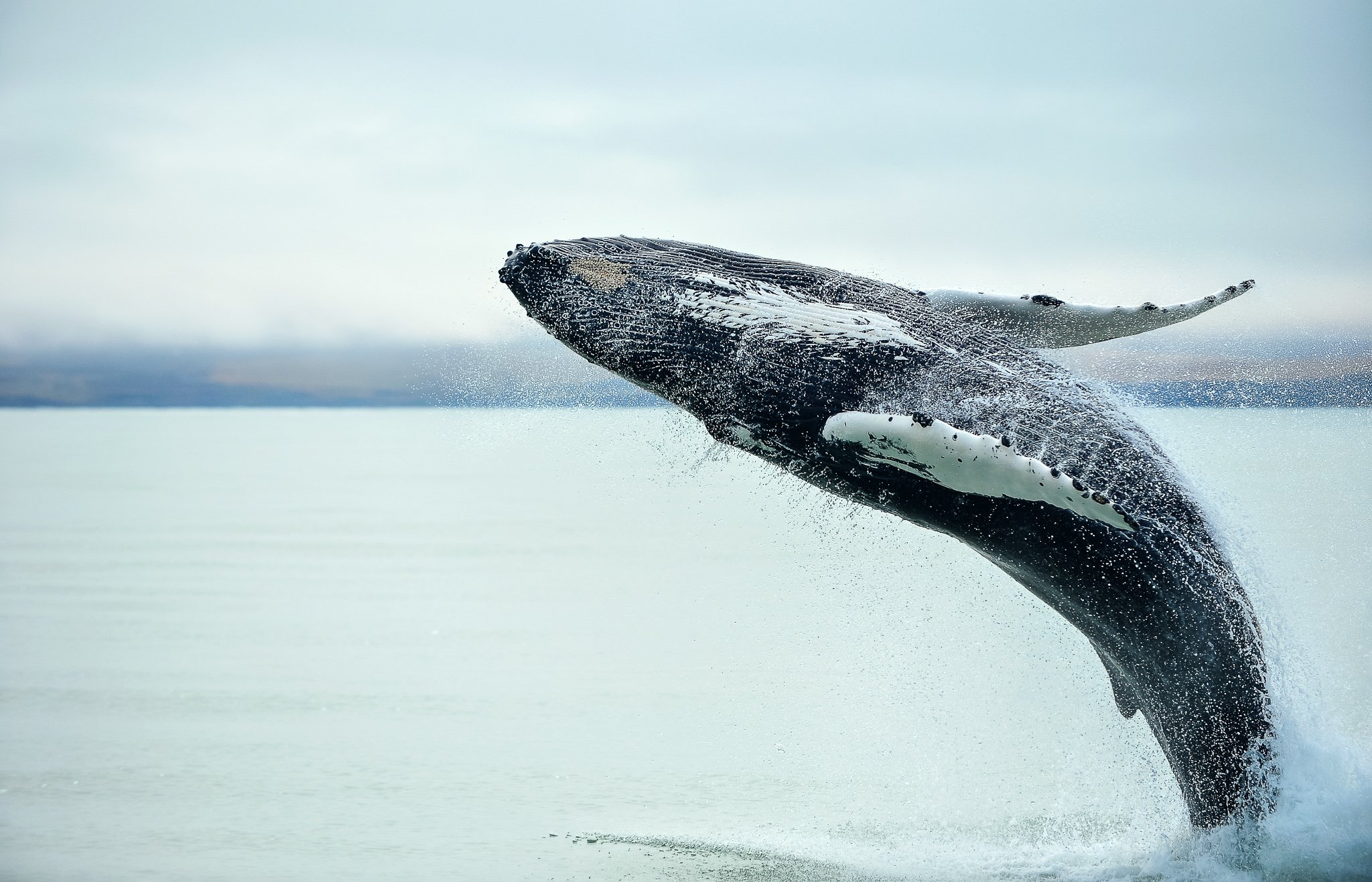 Kaikōura Whale Watching Day Tour from Christchurch