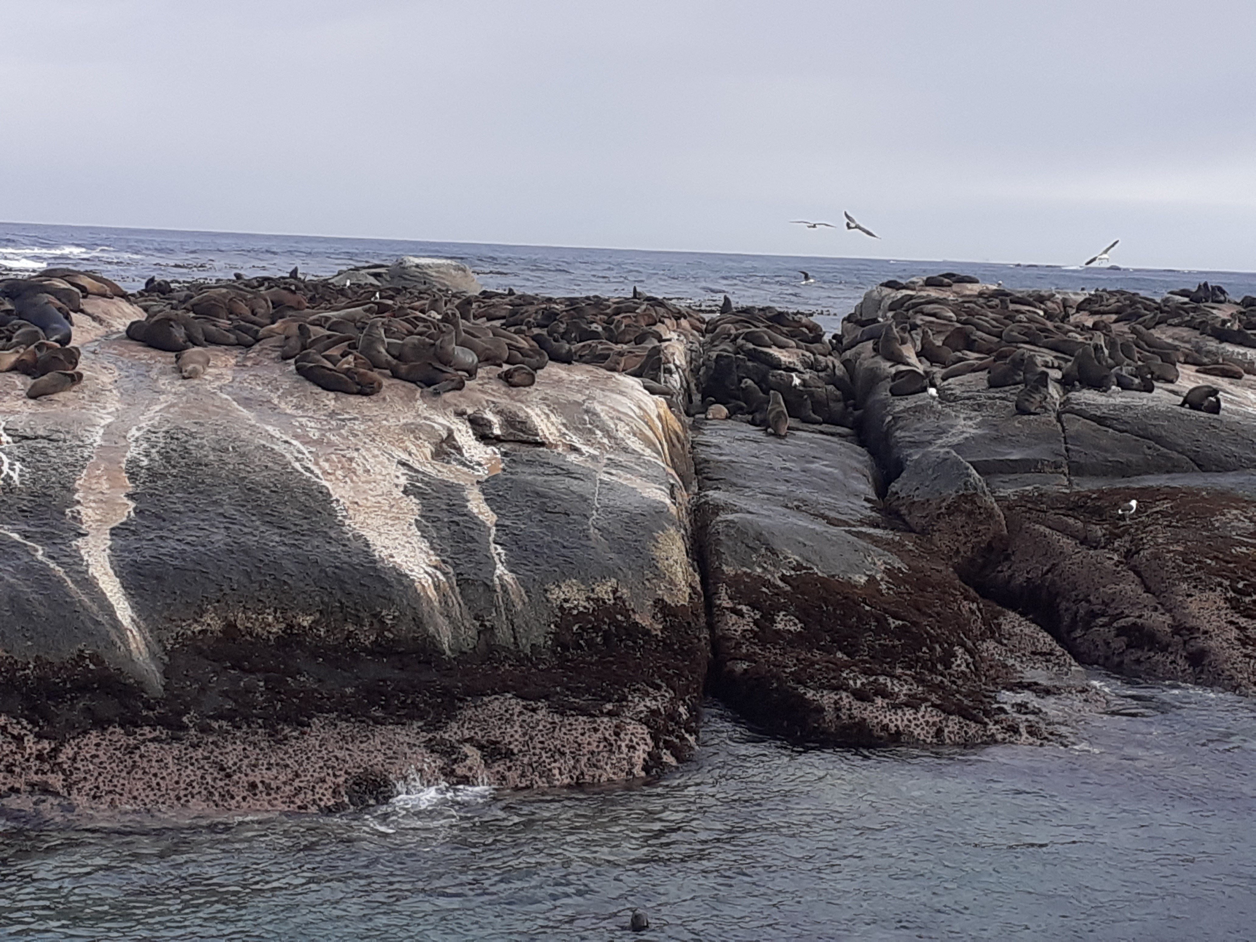 Cape Peninsula Wildlife & Scenic Coastal Tour