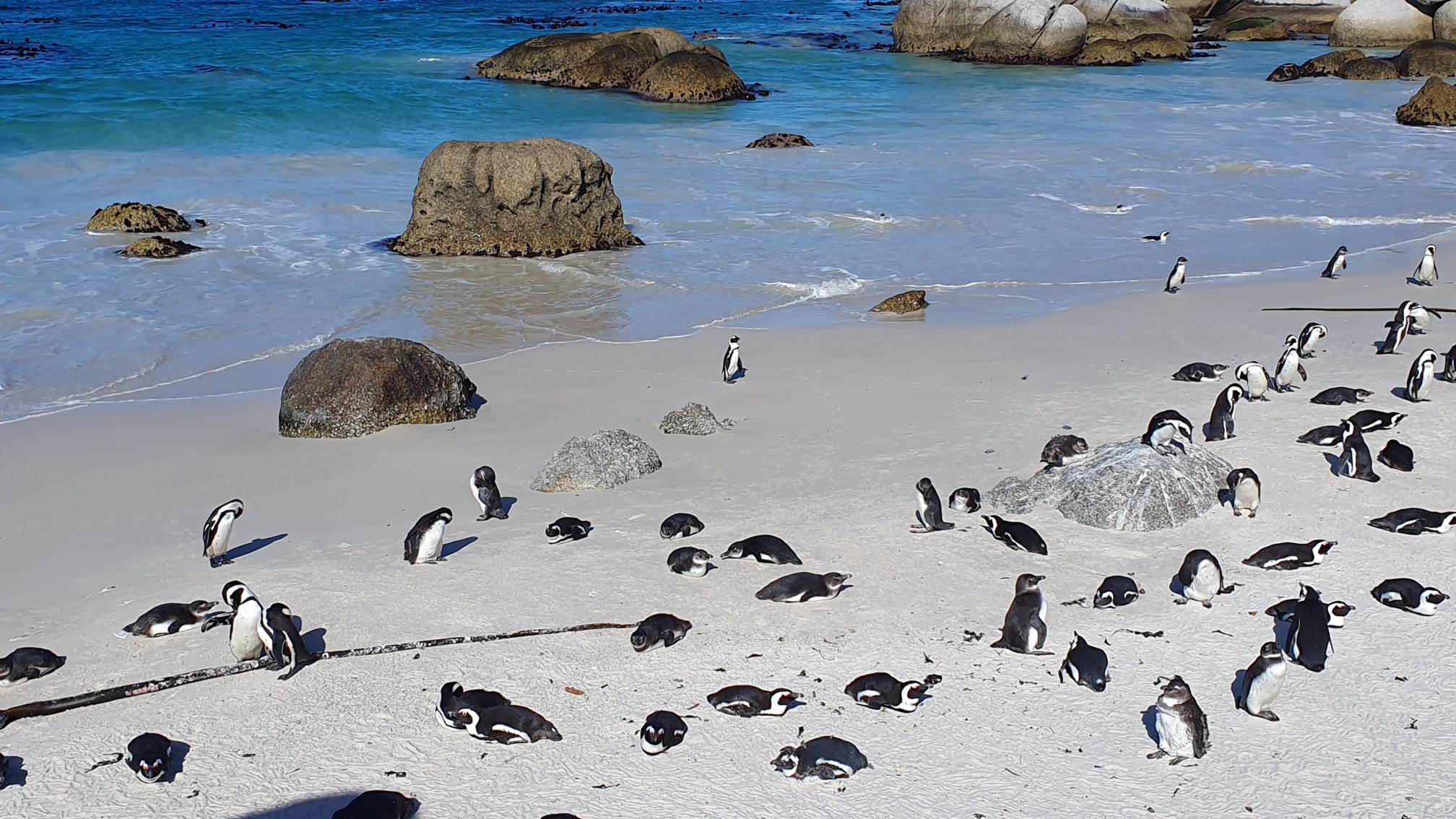 Cape Peninsula Wildlife & Scenic Coastal Tour