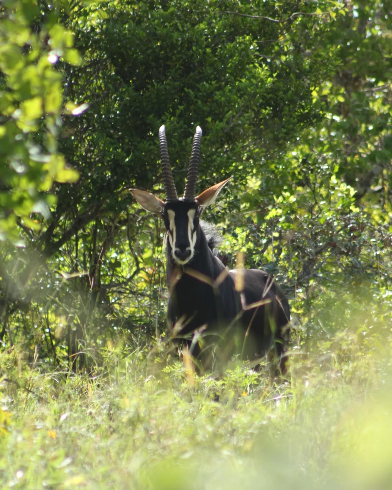 Private Full-Day Wildlife Safari to Shimba Hills Reserve