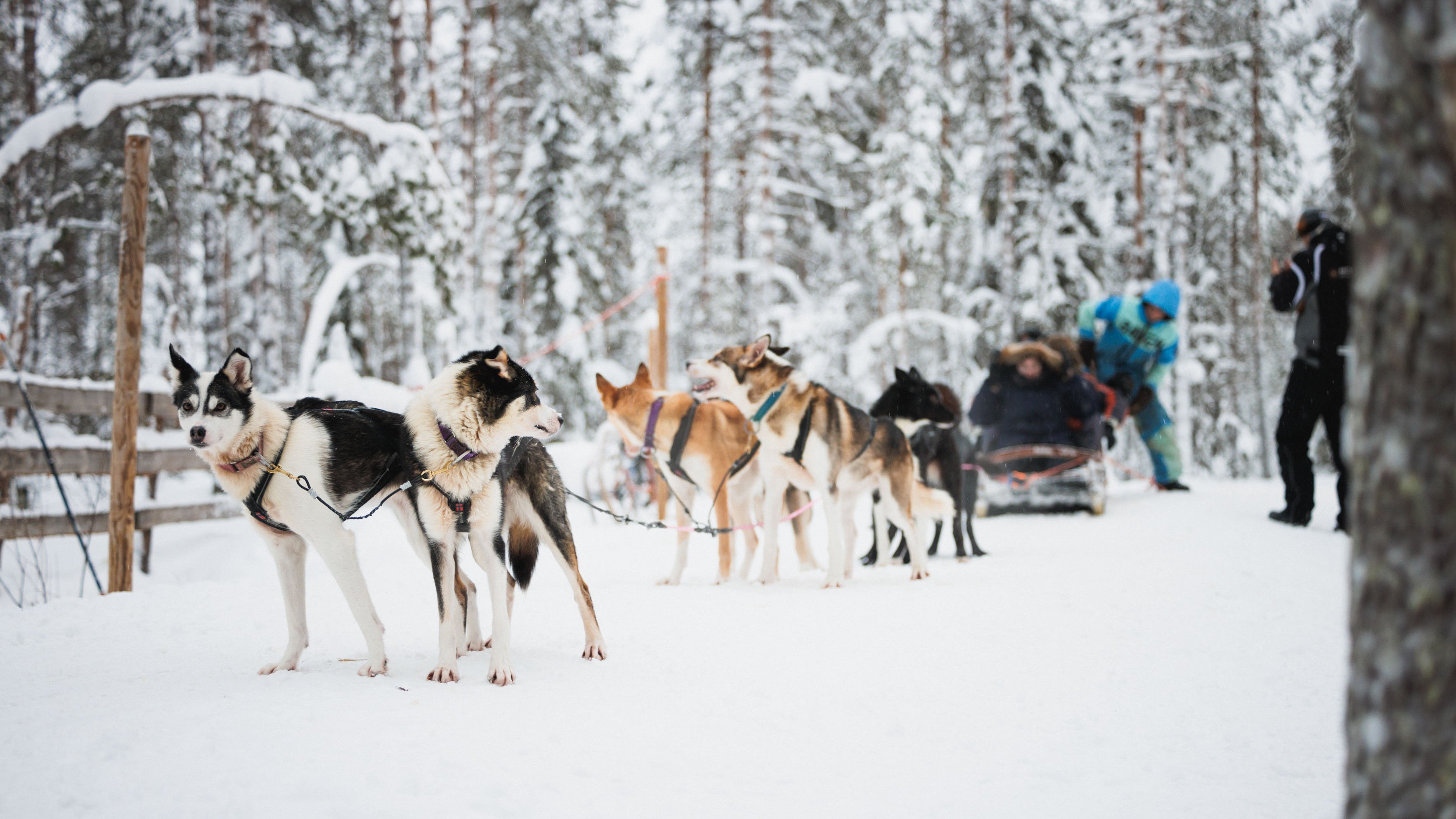 Rovaniemi Arctic Day: Reindeer Sleigh, Husky Ride & Santa's Village