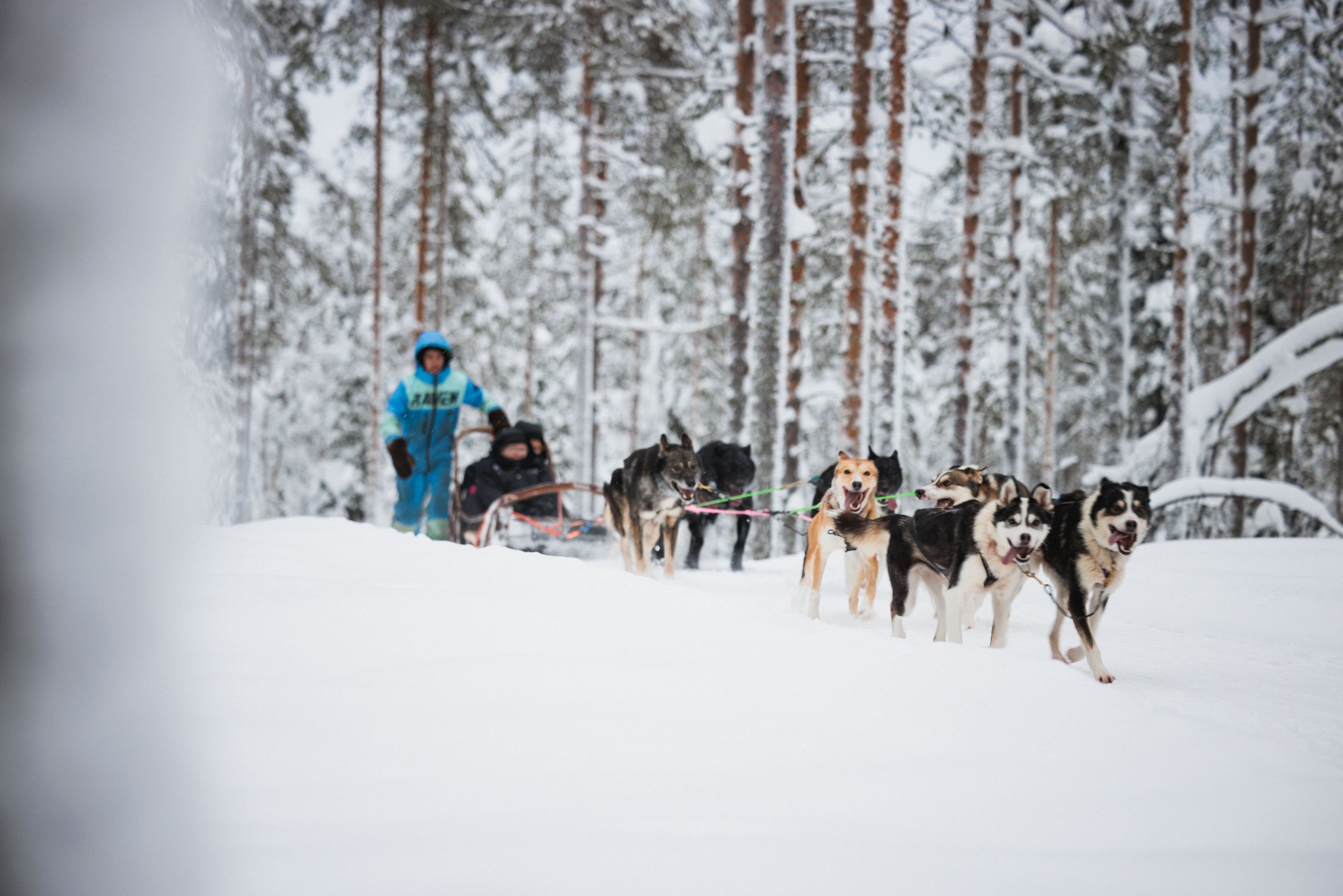 Rovaniemi Arctic Day: Reindeer Sleigh, Husky Ride & Santa's Village