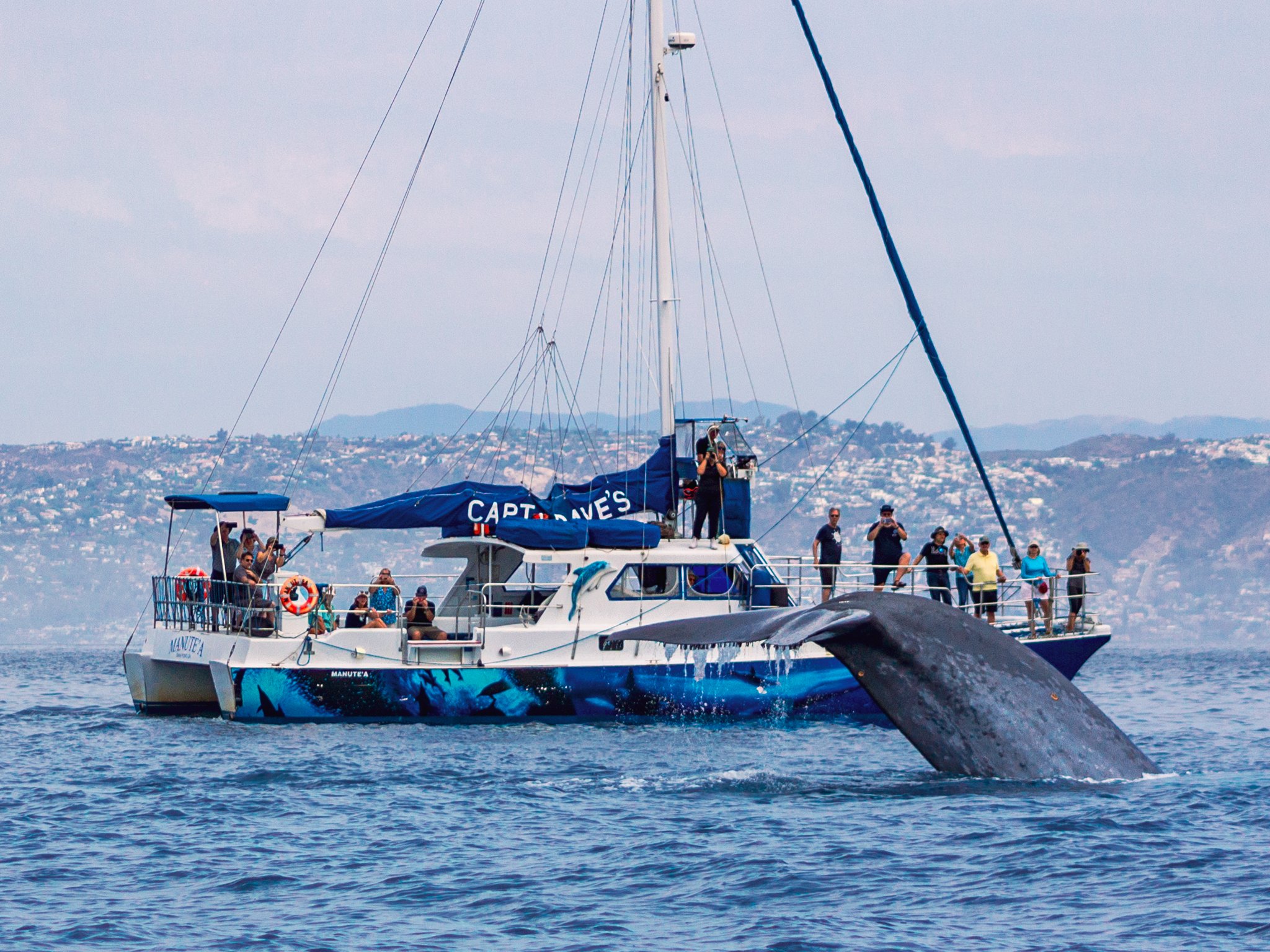 Dana Point Marine Life Cruise with Underwater Viewing