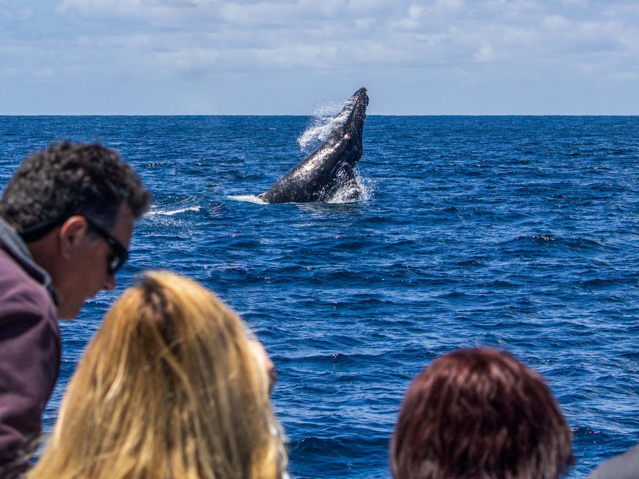 Dana Point Dolphin & Whale Watching With Underwater Viewing