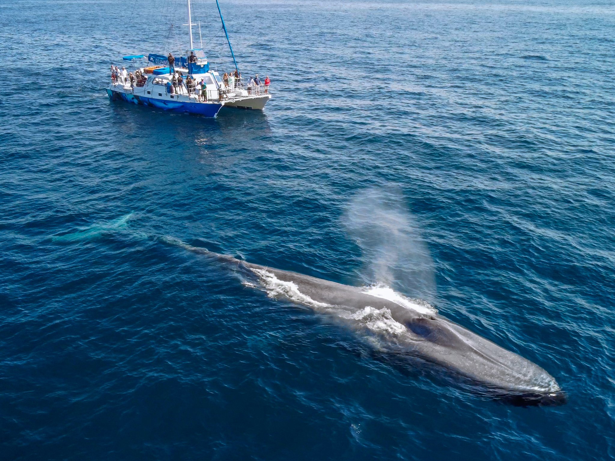 Dana Point Dolphin & Whale Watching With Underwater Viewing