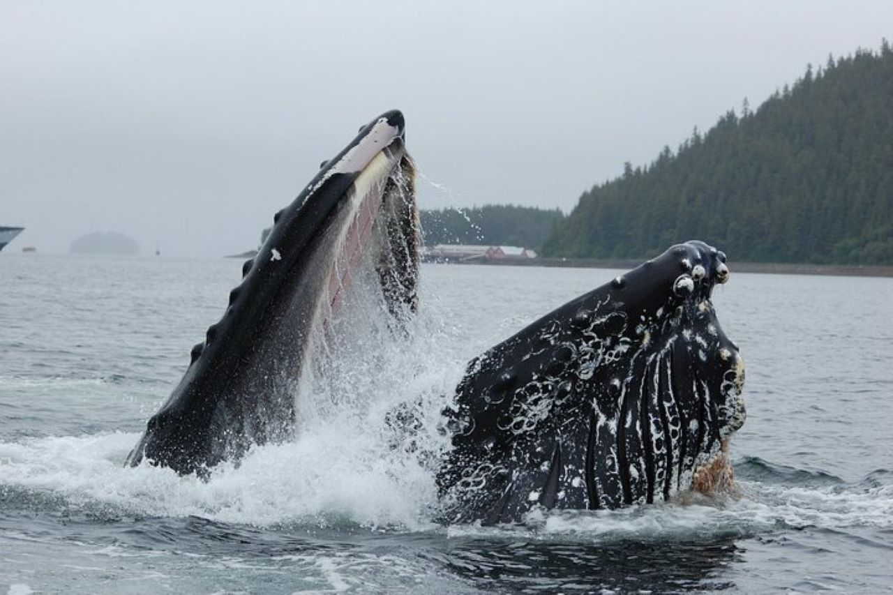 Hoonah Whale Watching Cruise