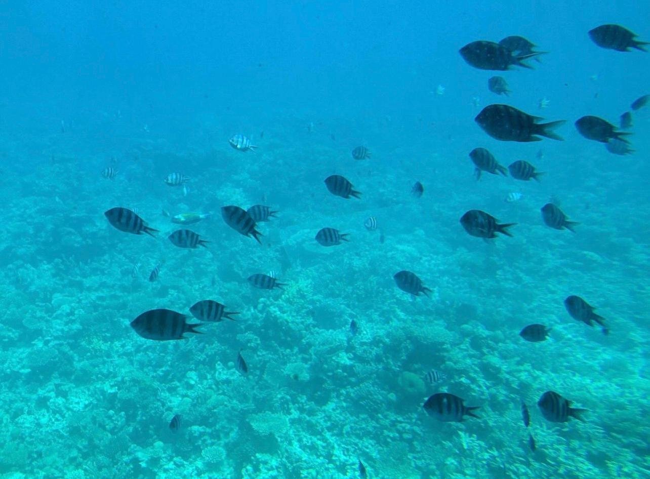 Sharm El-Sheikh Royal Seascope Semi-Submarine Cruise