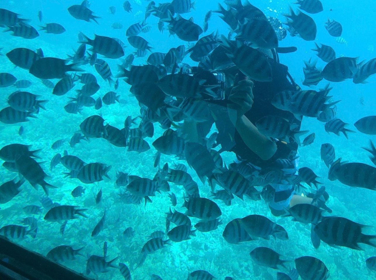 Sharm El-Sheikh Royal Seascope Semi-Submarine Cruise