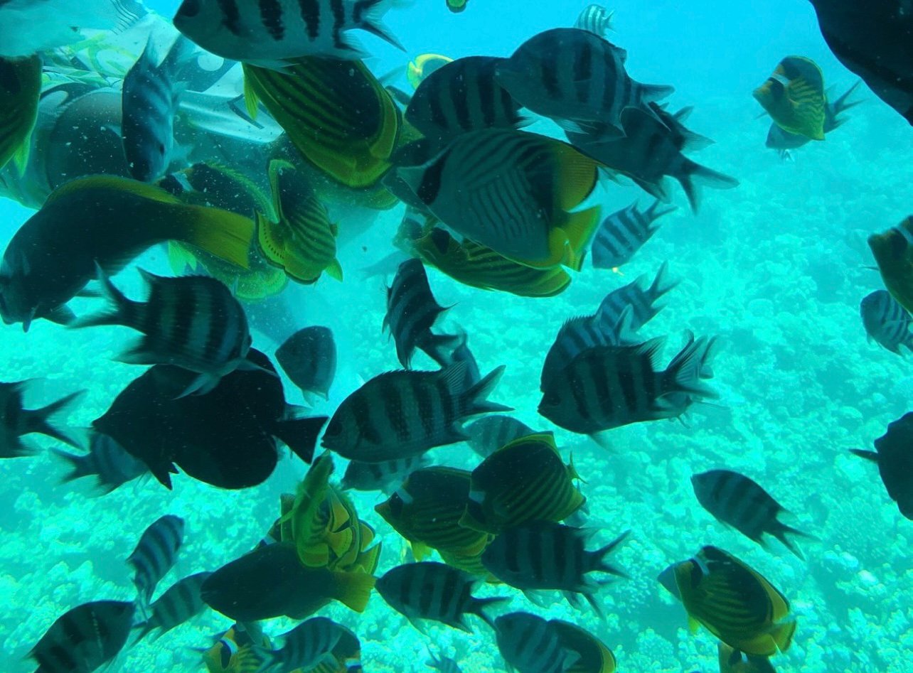 Sharm El-Sheikh Royal Seascope Semi-Submarine Cruise