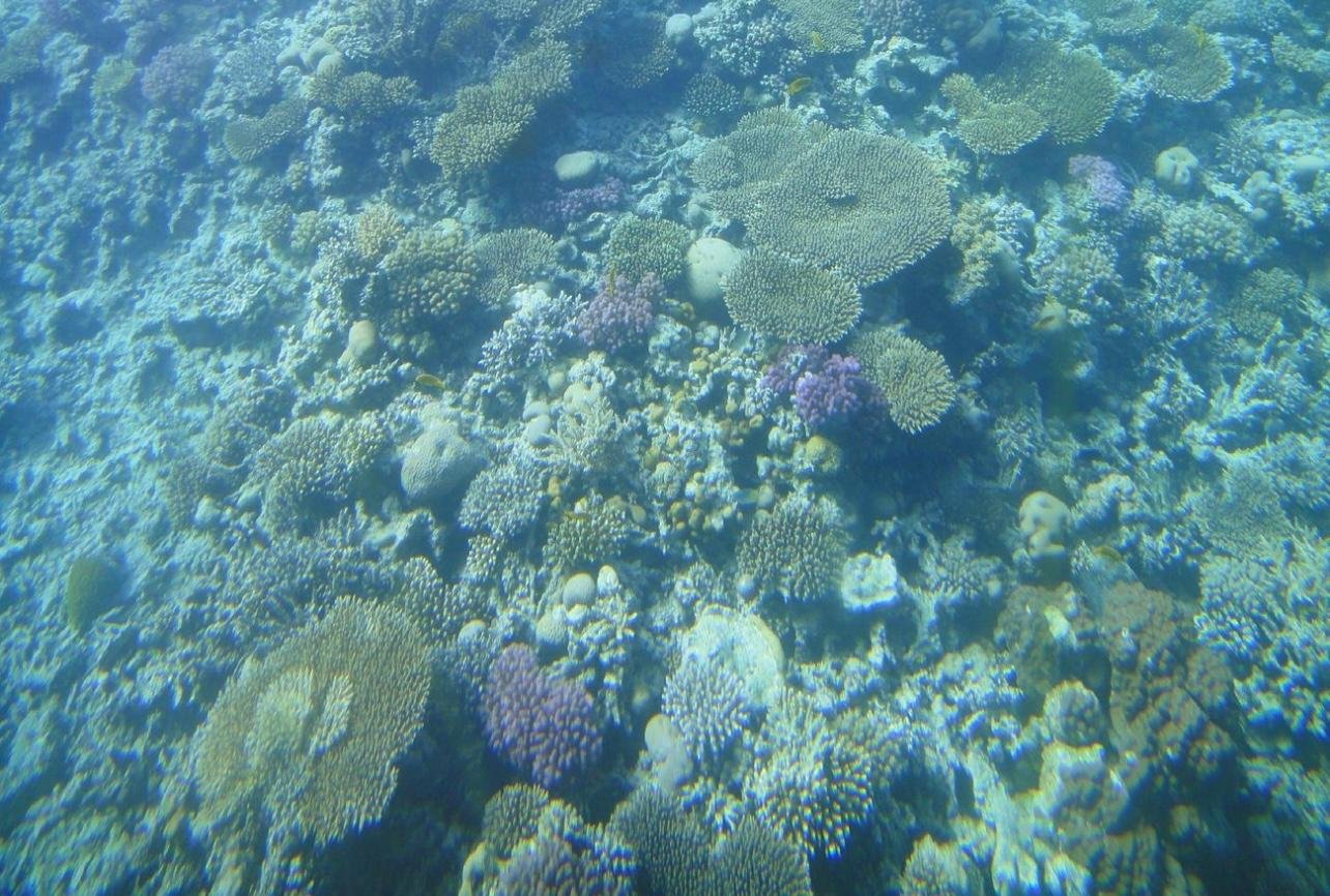 Sharm El-Sheikh Royal Seascope Semi-Submarine Cruise