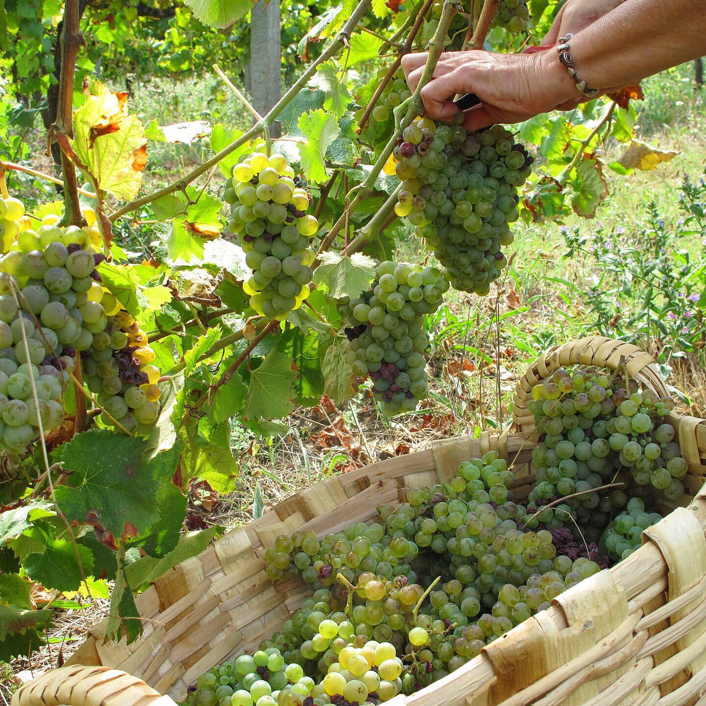 cooking class in Douro Valley — photo 9