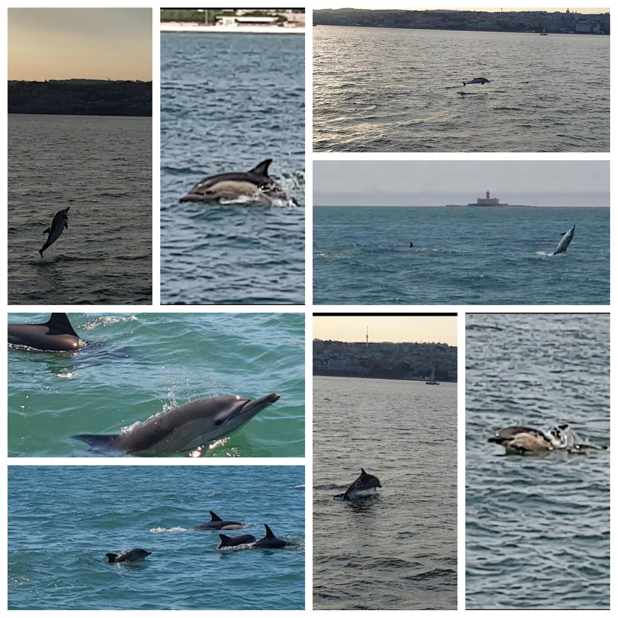 Lisbon Tagus River Sailing Cruise with Wine (Day or Sunset)