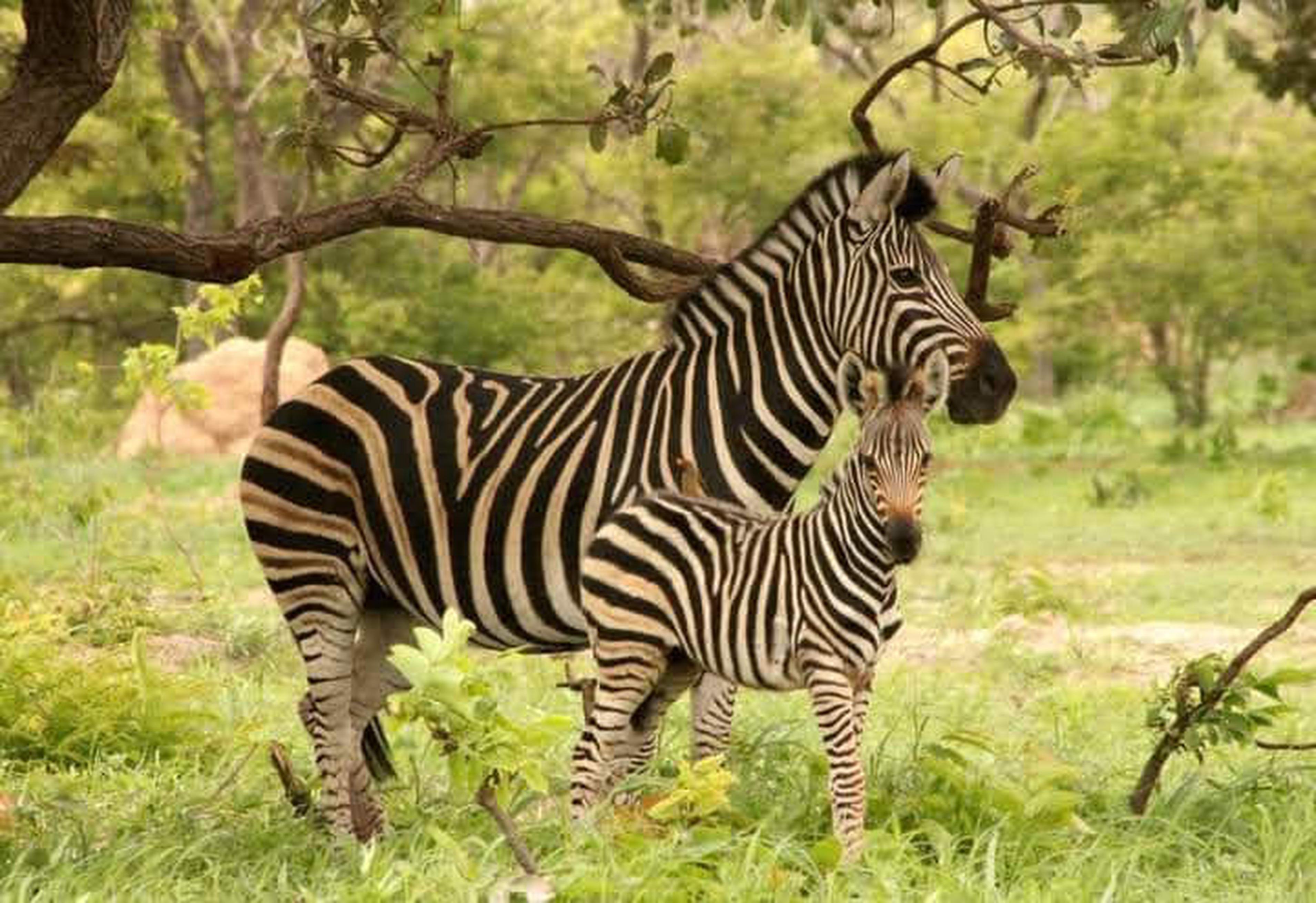 Fathala Wildlife Reserve Safari