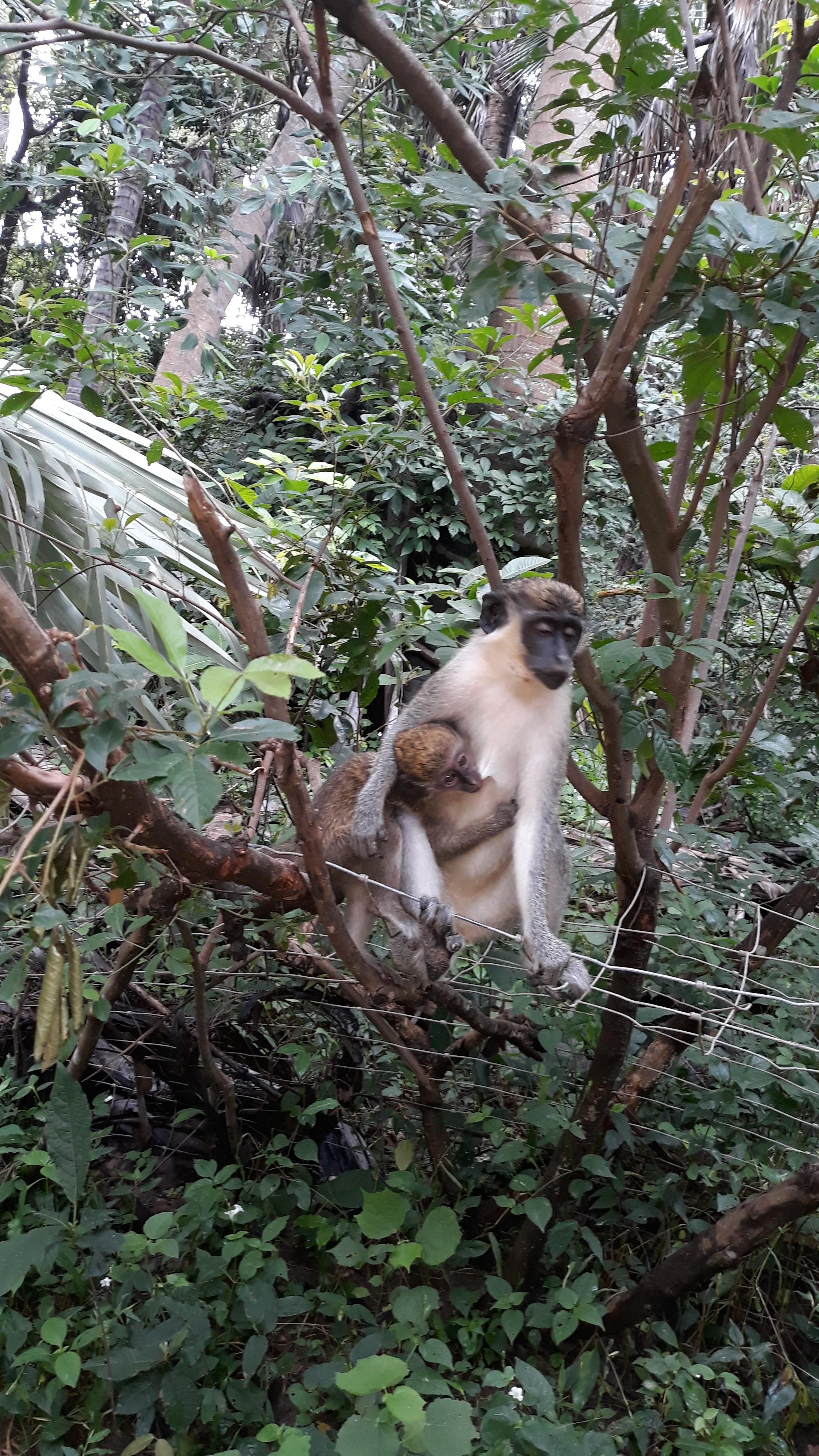 Banjul Seven-Stop Safari with Monkeys & Crocodiles