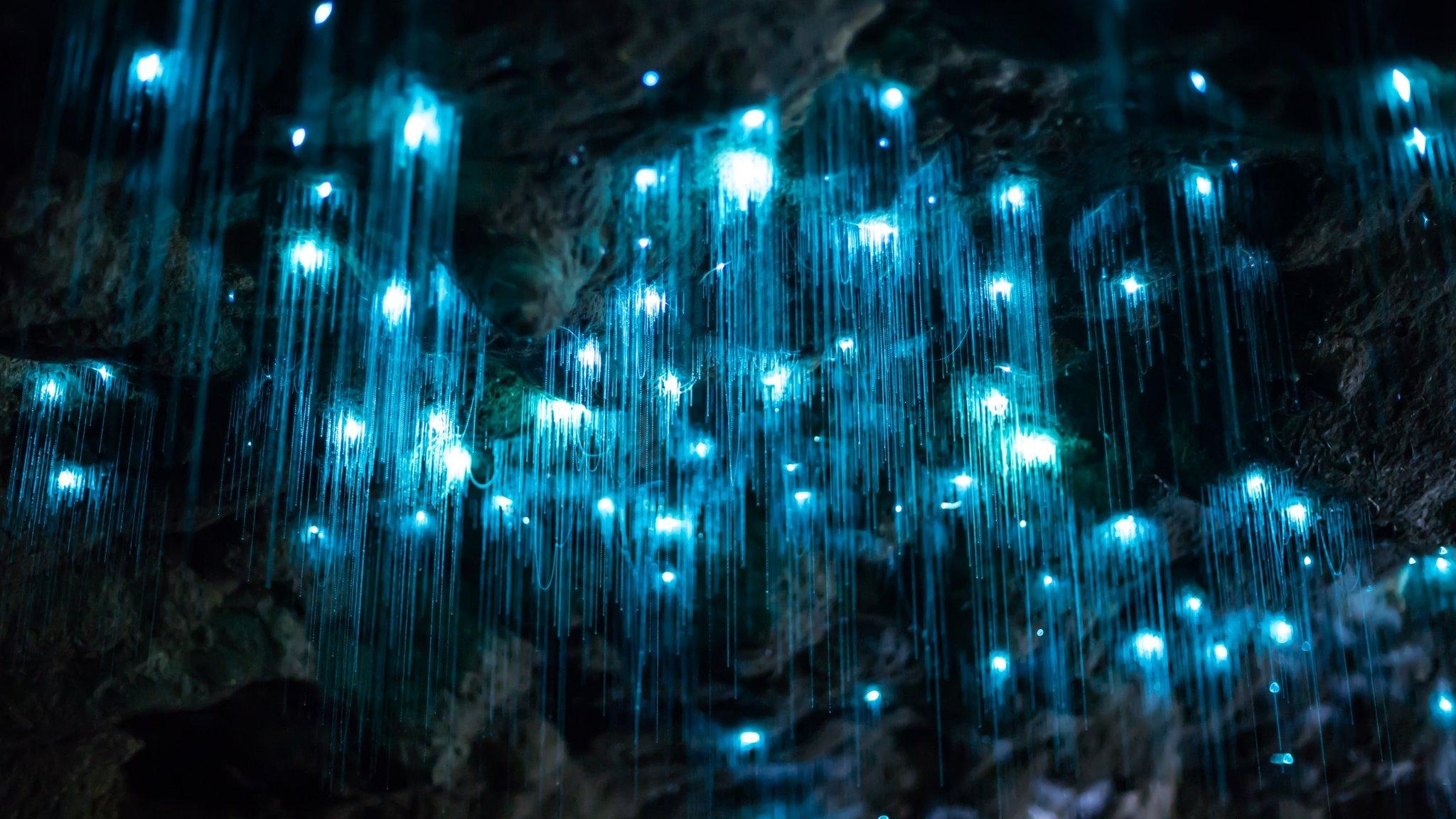 Tamborine Mountain Glow Worm Caves & Hop-on Hop-off Tour