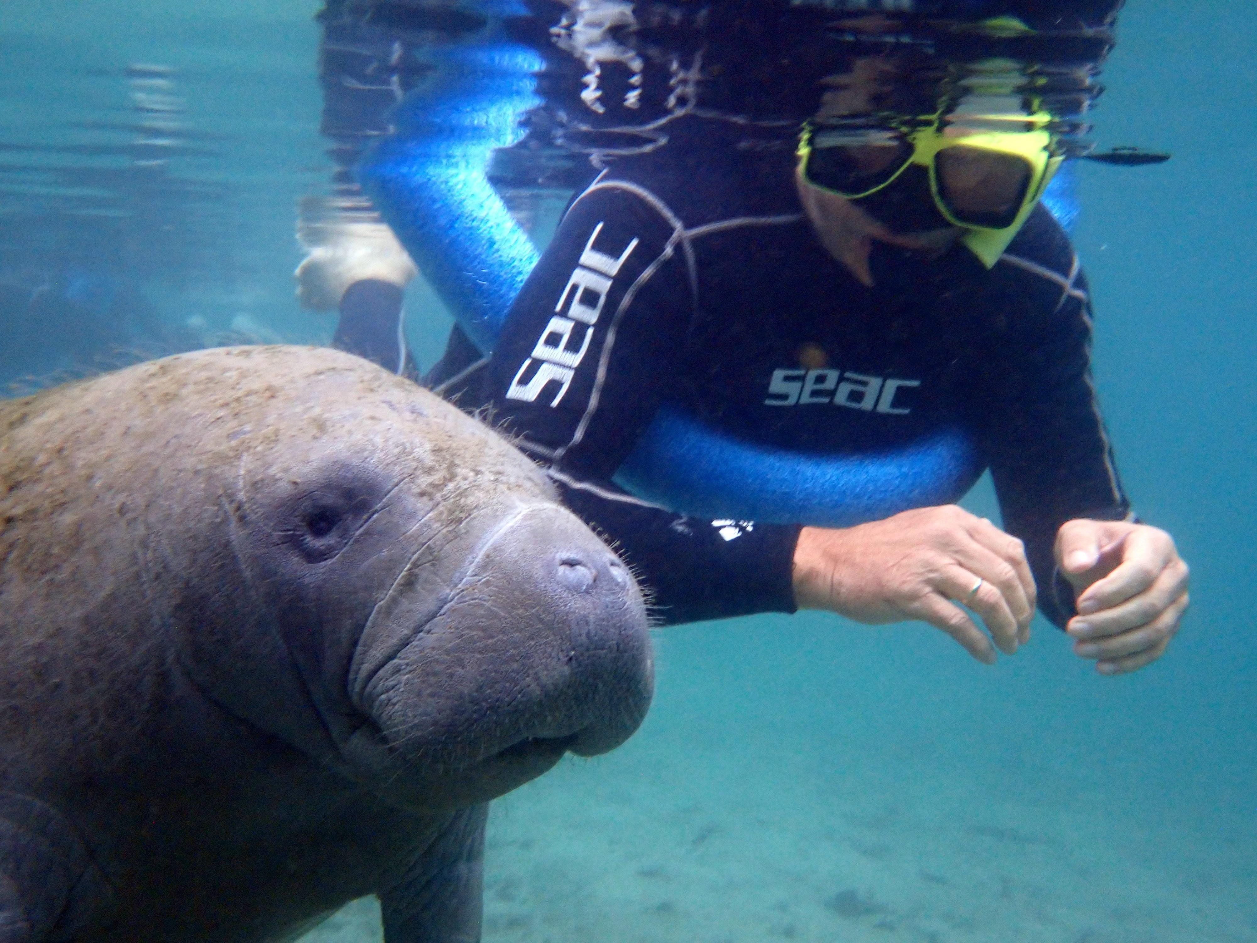 Crystal River Manatee Snorkeling Experience with Underwater Photography