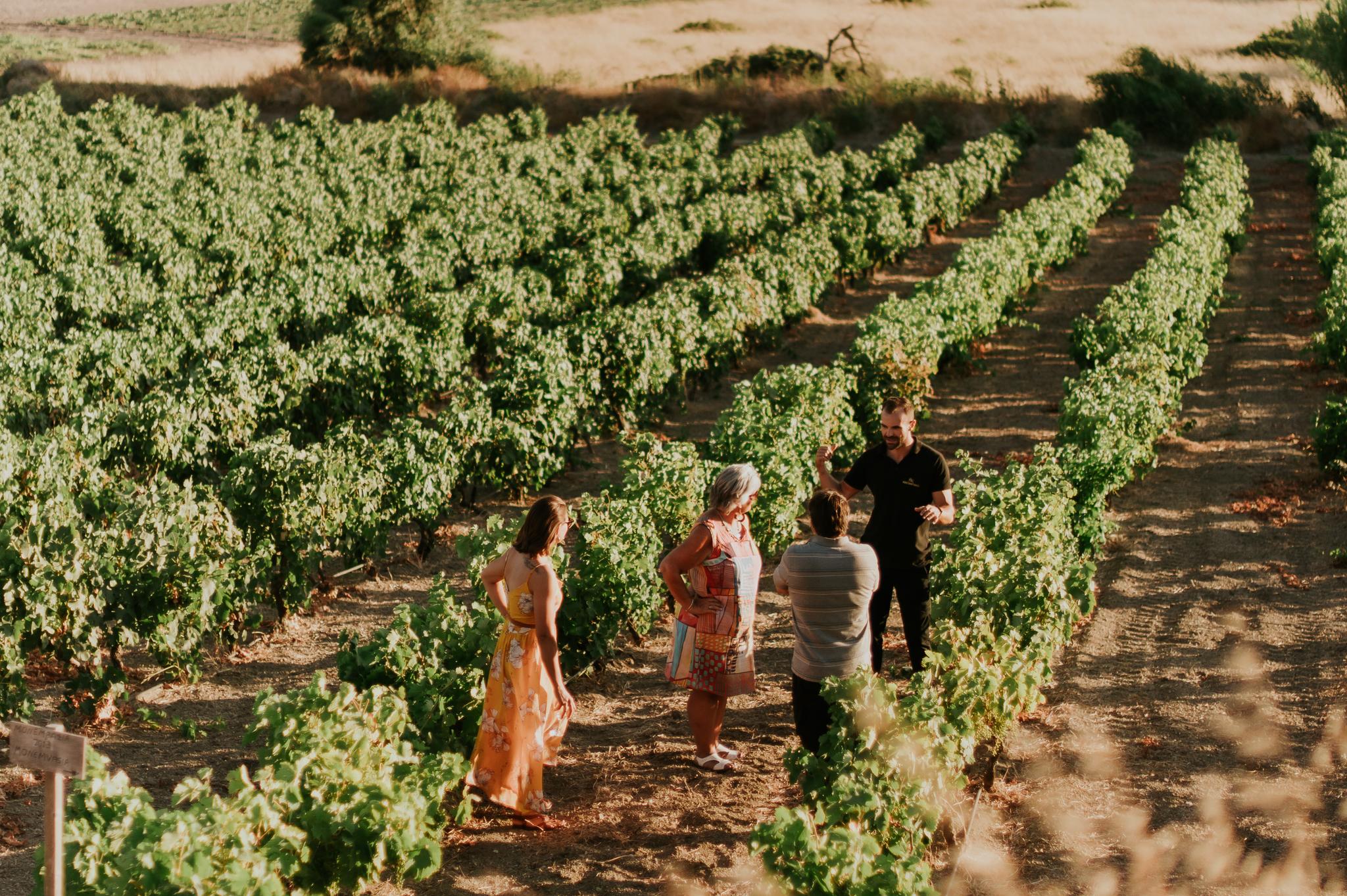 Kostantakis Family Winery Tour & Tasting