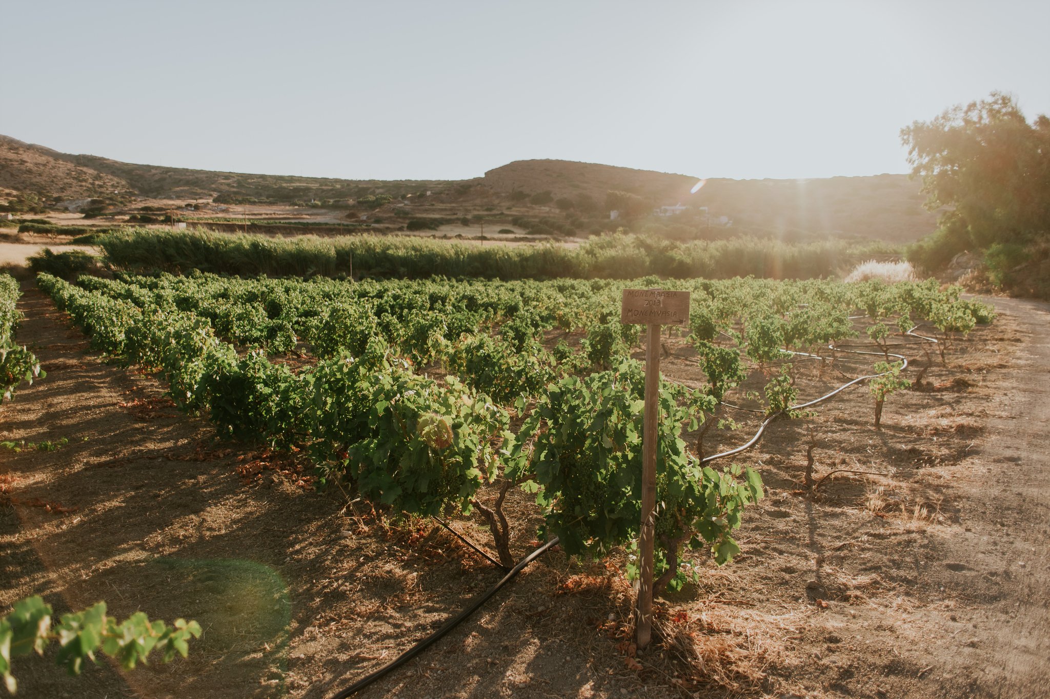 Milos Island: Kostantakis Winery Wine Tasting Experience