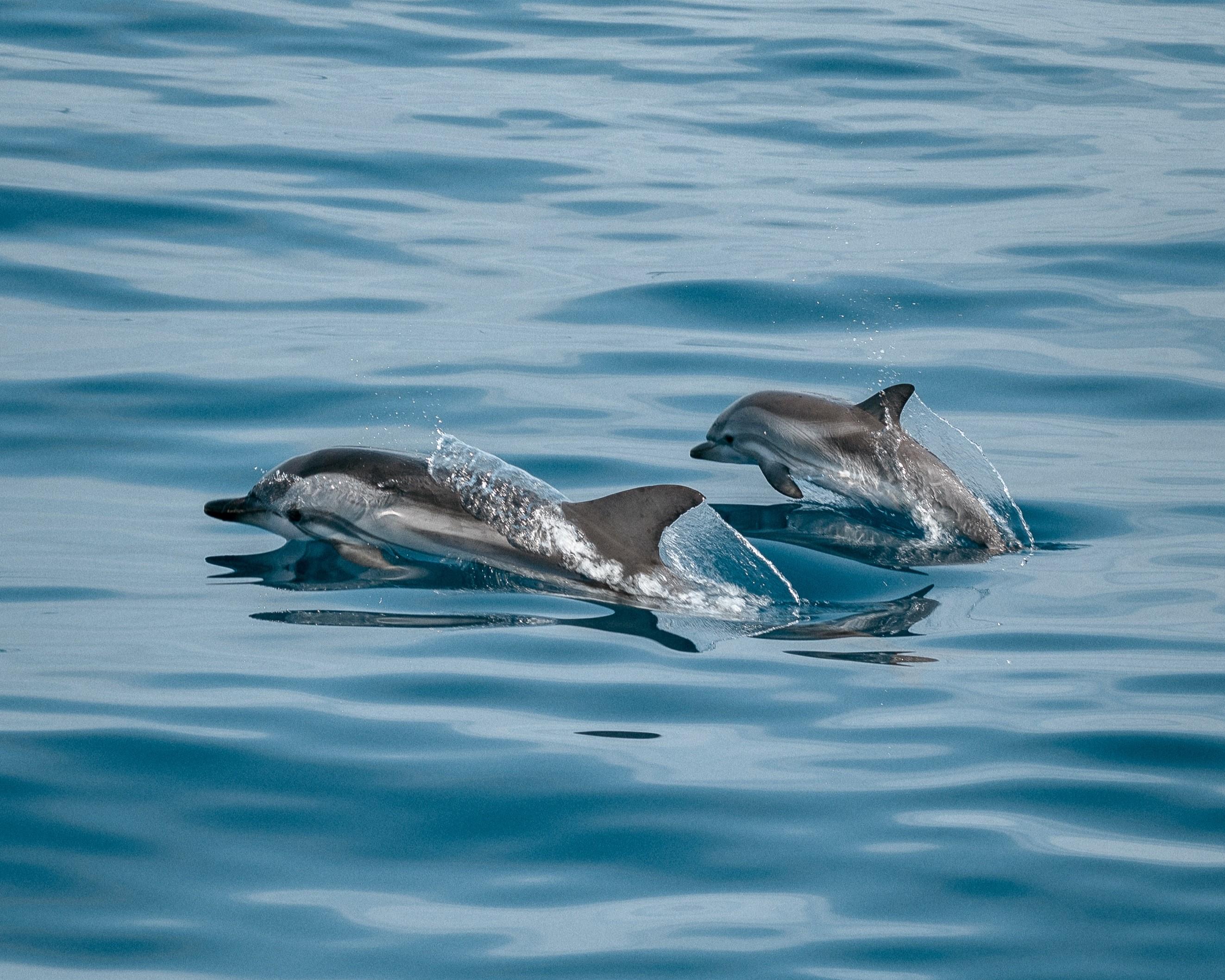 Dolphin Watching Sail from Sotogrande Marina