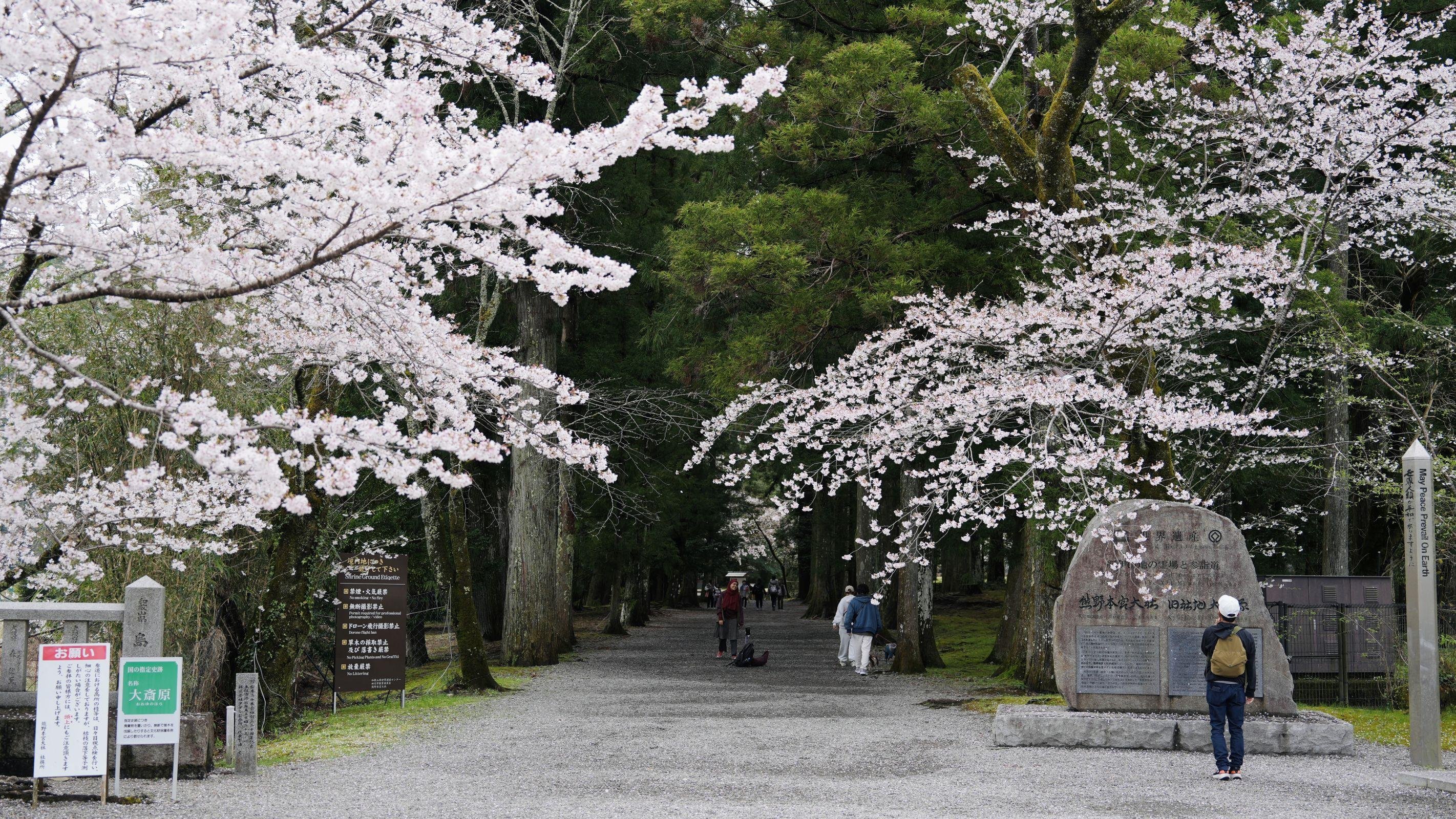 Tree-lined approach path to Nachi-san