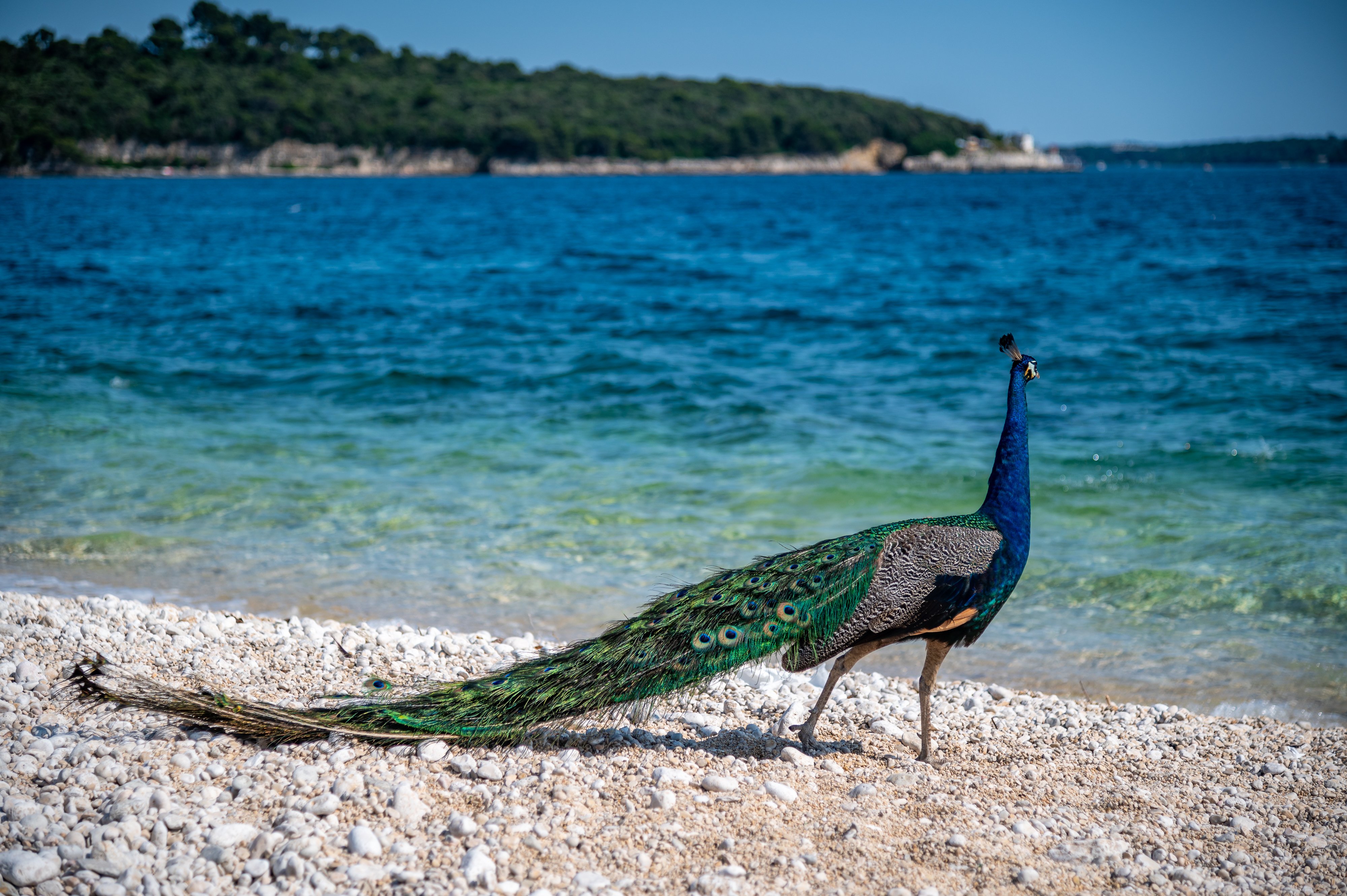 Brijuni National Park Cruise with Lunch and Swimming