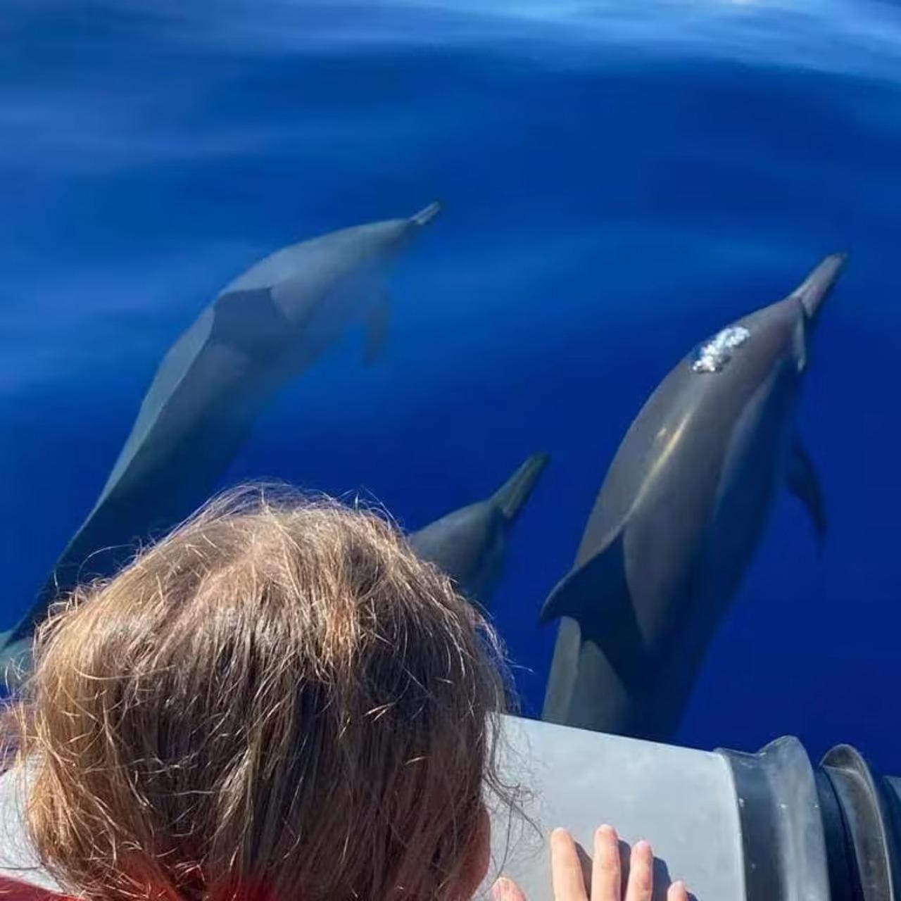 Réunion Island Guided Dolphin & Whale Watching Cruise