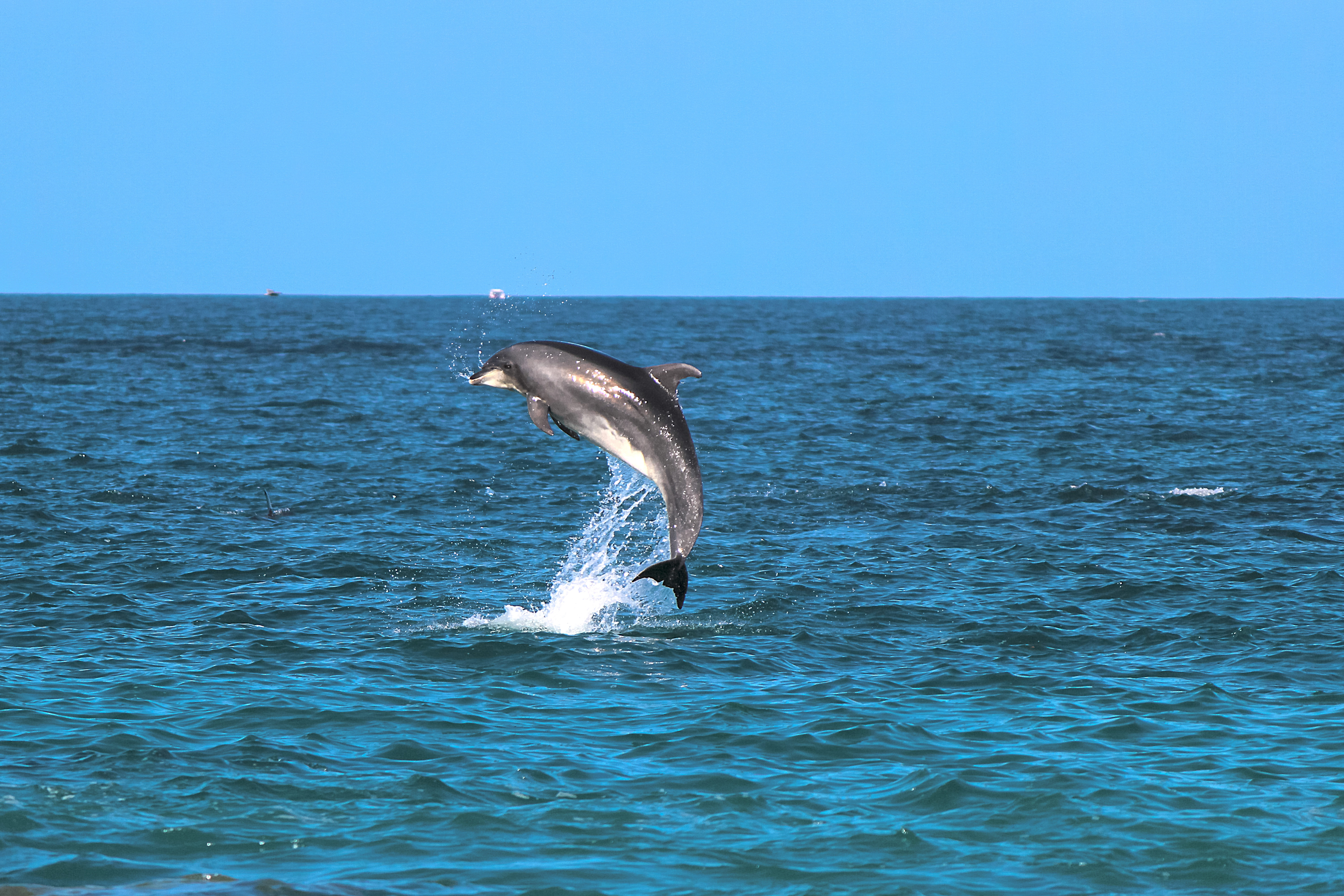 Golfo Aranci Dolphin Watching Kayak Tour with Aperitif
