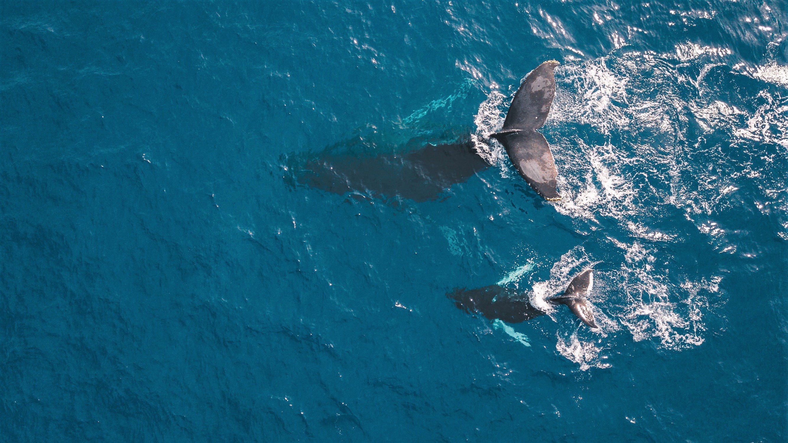 Kaikoura Aerial Whale Watching Experience