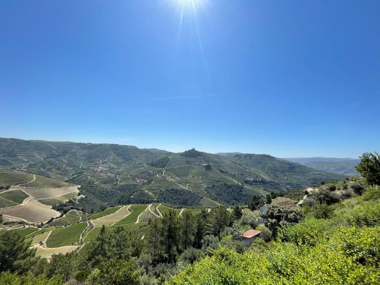 Douro Valley Private Day Tour: Twin Vineyard Visits & River Cruise from Porto